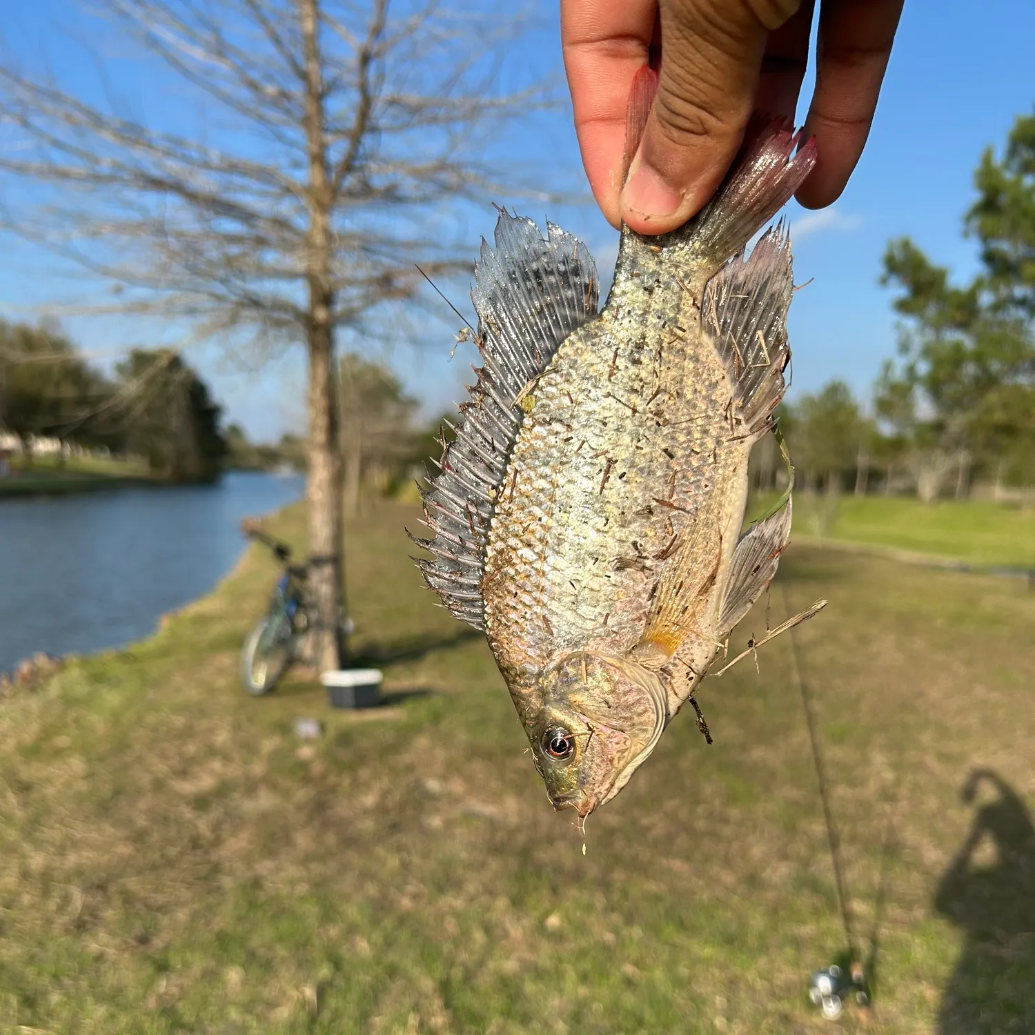 The most recent Nile tilapia catches on Fishbrain