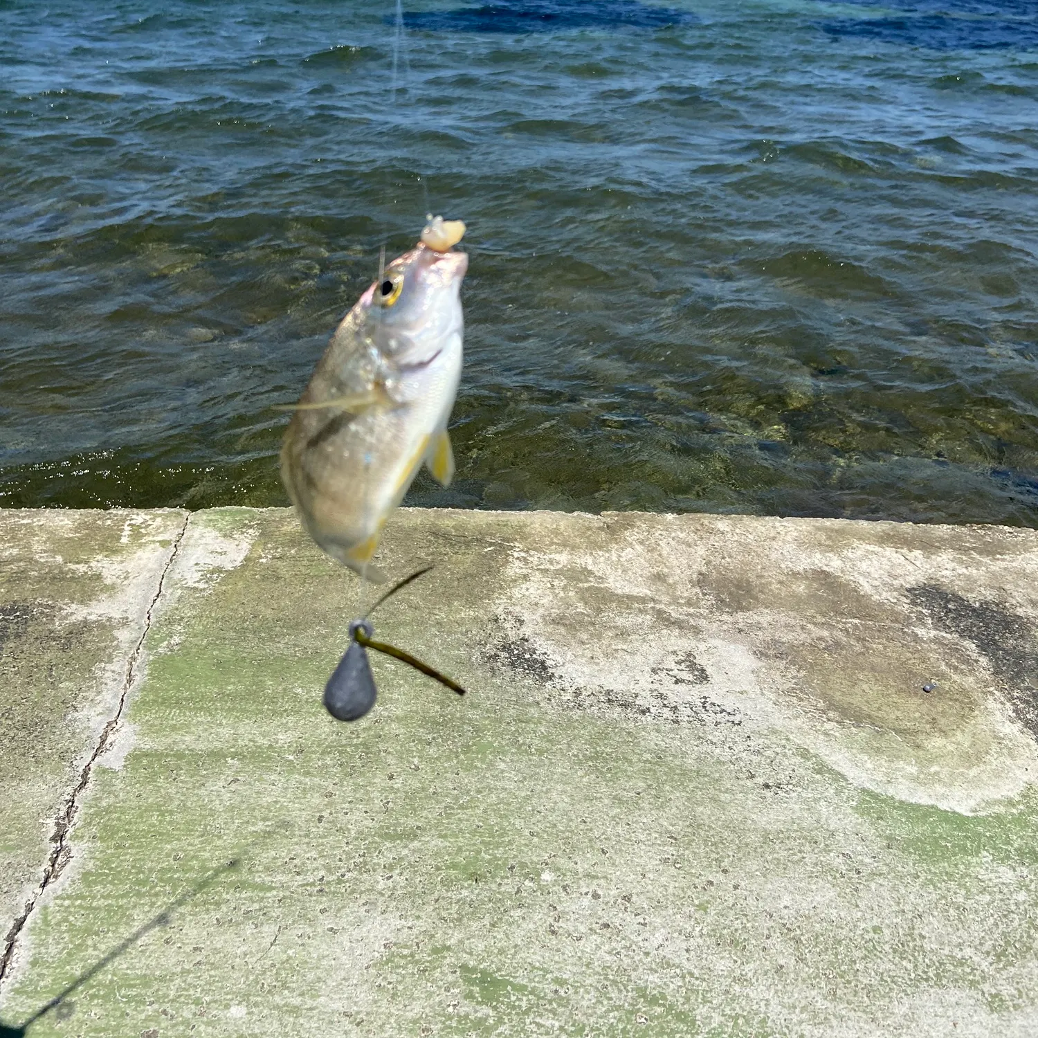 The most recent Annular seabream catches on Fishbrain
