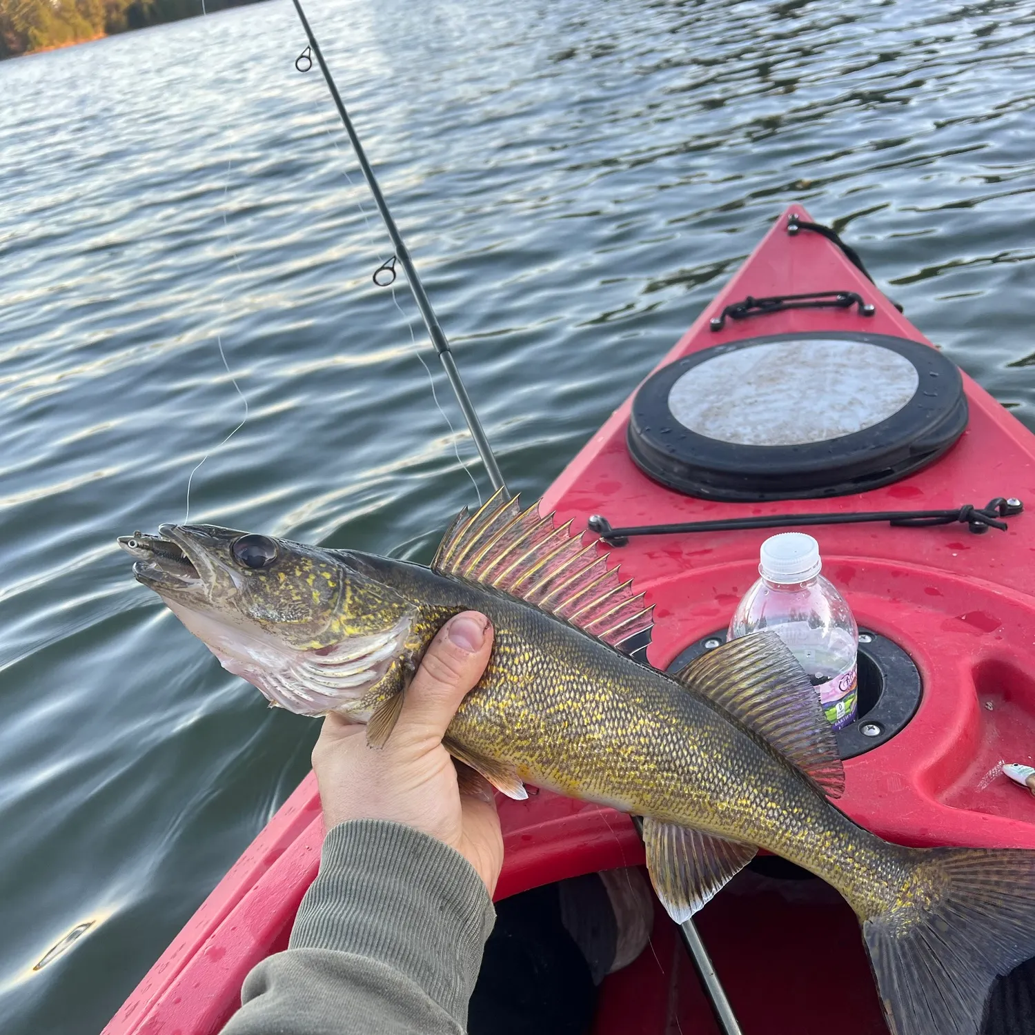 Walleye caught on Fishbrain