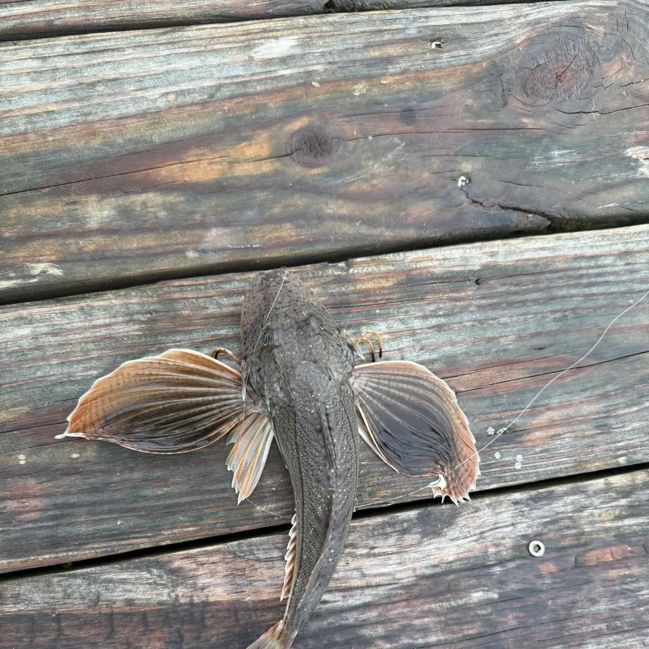 Striped searobin caught on Fishbrain