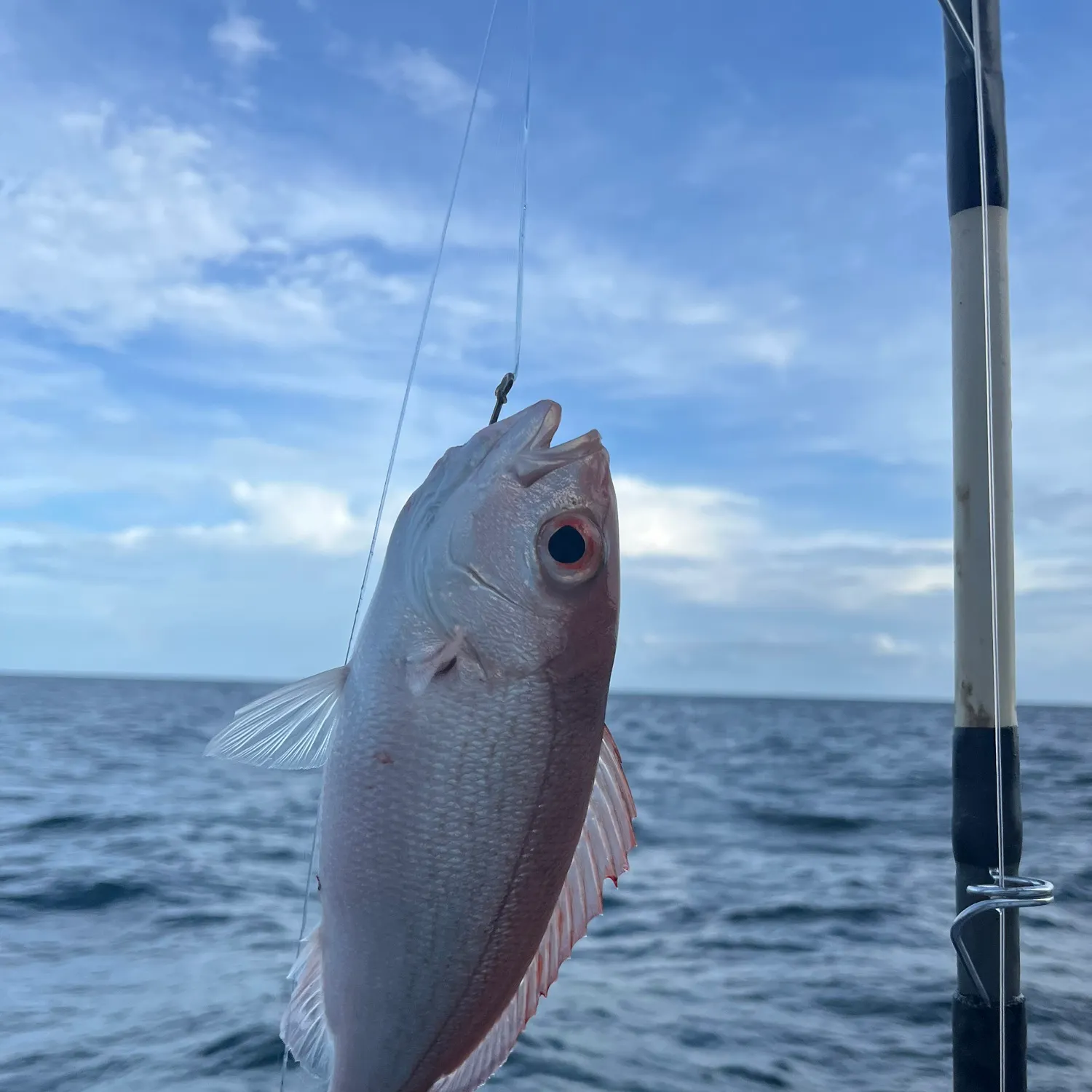 The most recent Vermilion snapper catches on Fishbrain