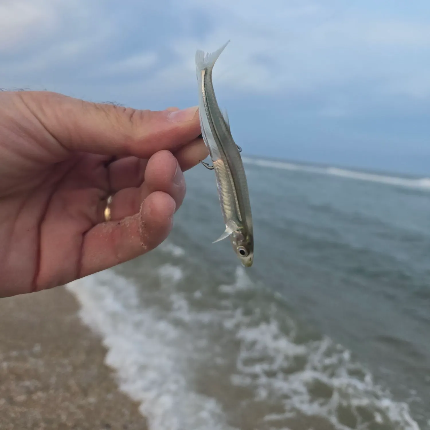 The most recent Inland silverside catches on Fishbrain