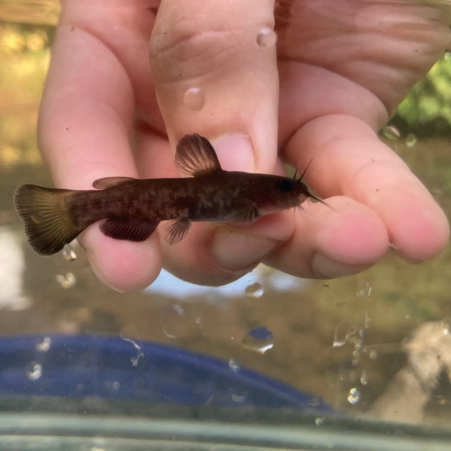 The most recent Snail bullhead catches on Fishbrain
