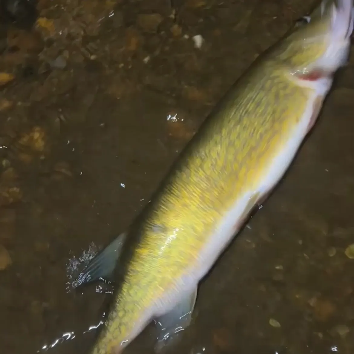 Chain pickerel caught on Fishbrain