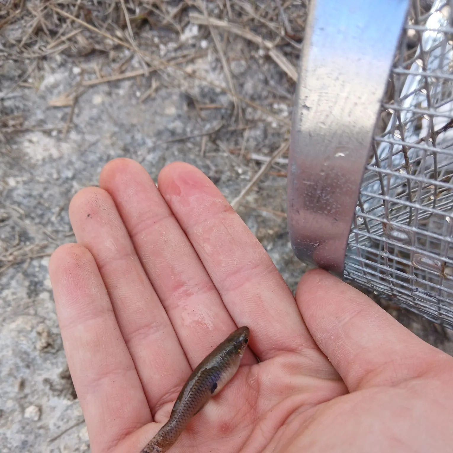 The most recent Guppy catches on Fishbrain