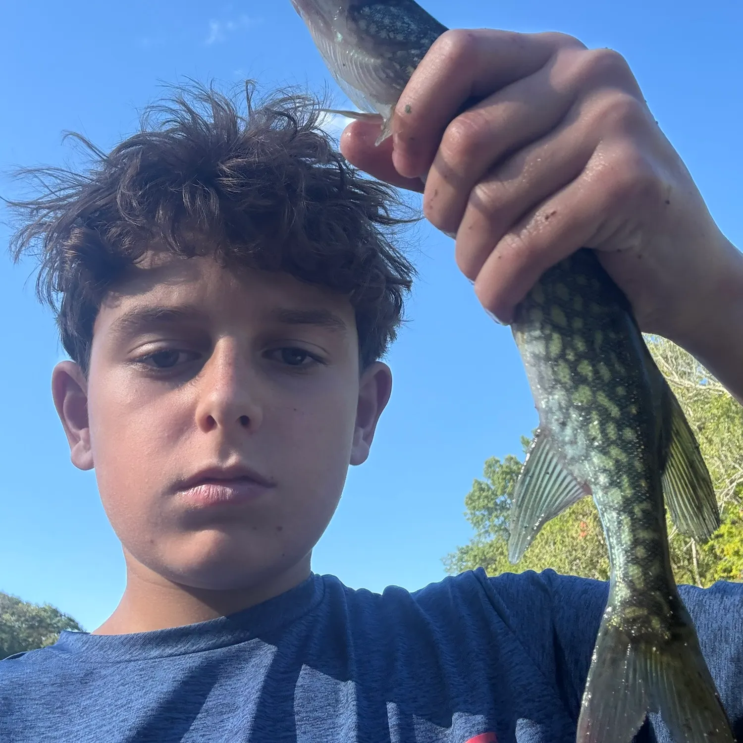 Chain pickerel caught on Fishbrain