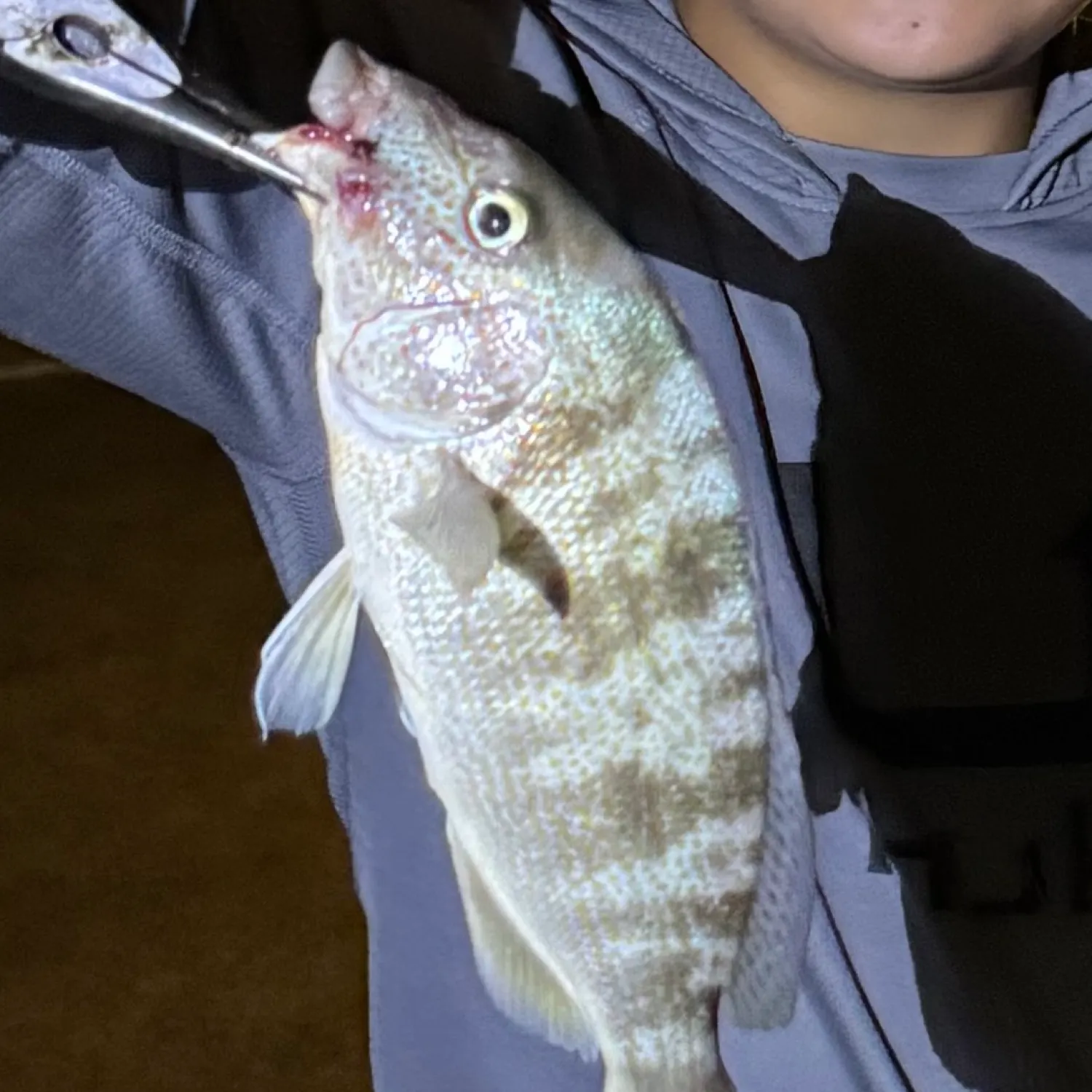 The most recent Grey grunt catches on Fishbrain