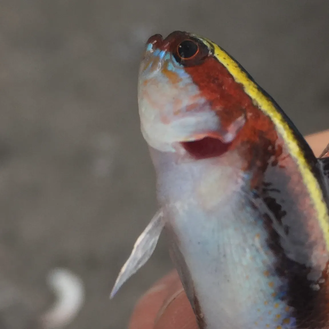 The most recent Maori wrasse catches on Fishbrain