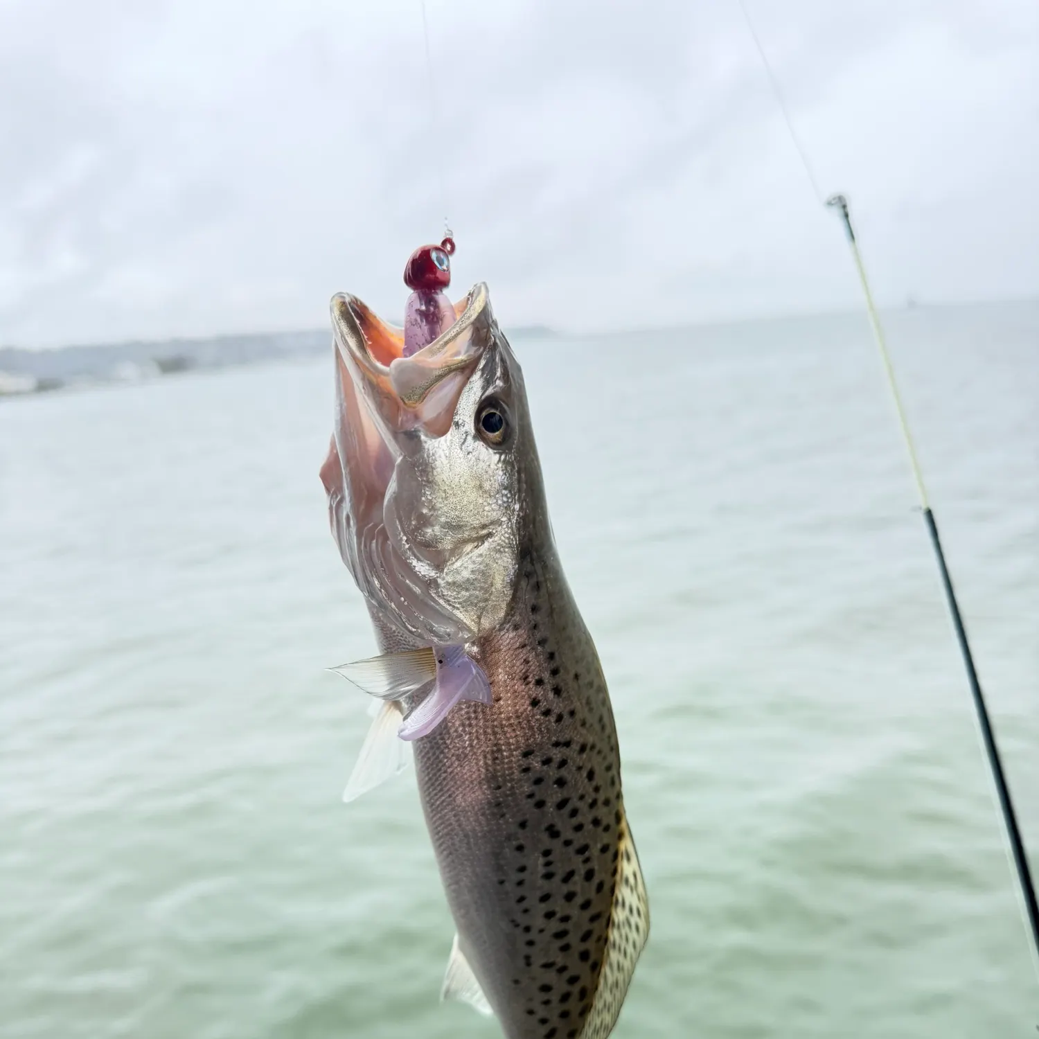 Spotted seatrout caught on Fishbrain