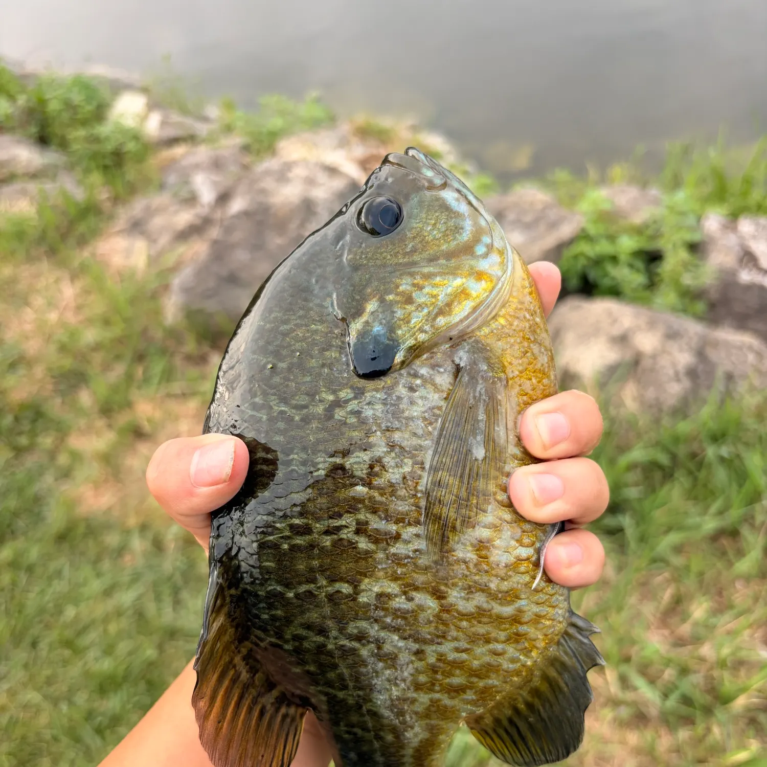 Bluegill caught on Fishbrain