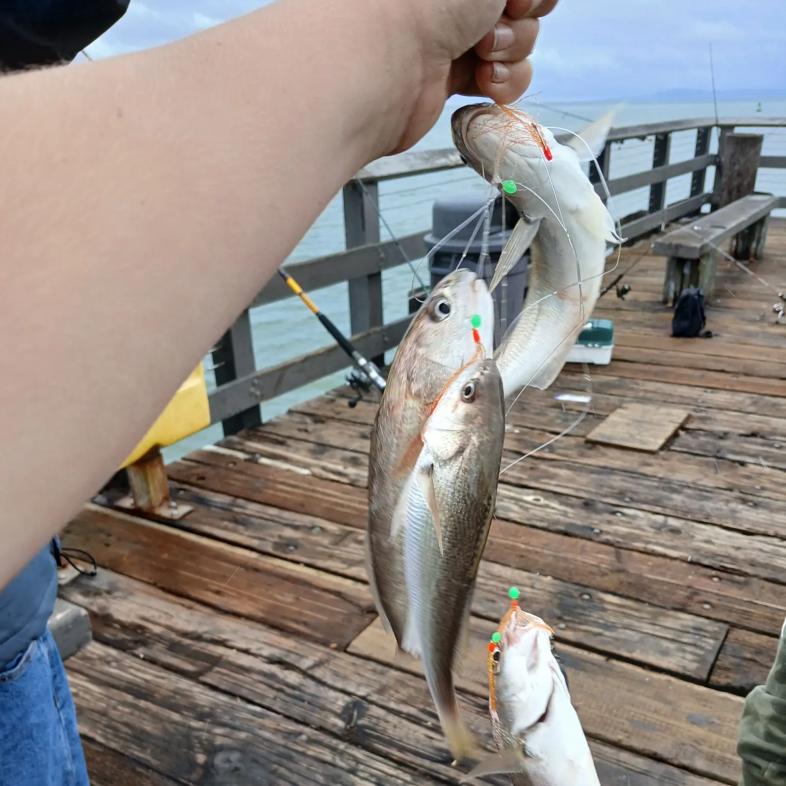 The most recent White croaker catches on Fishbrain