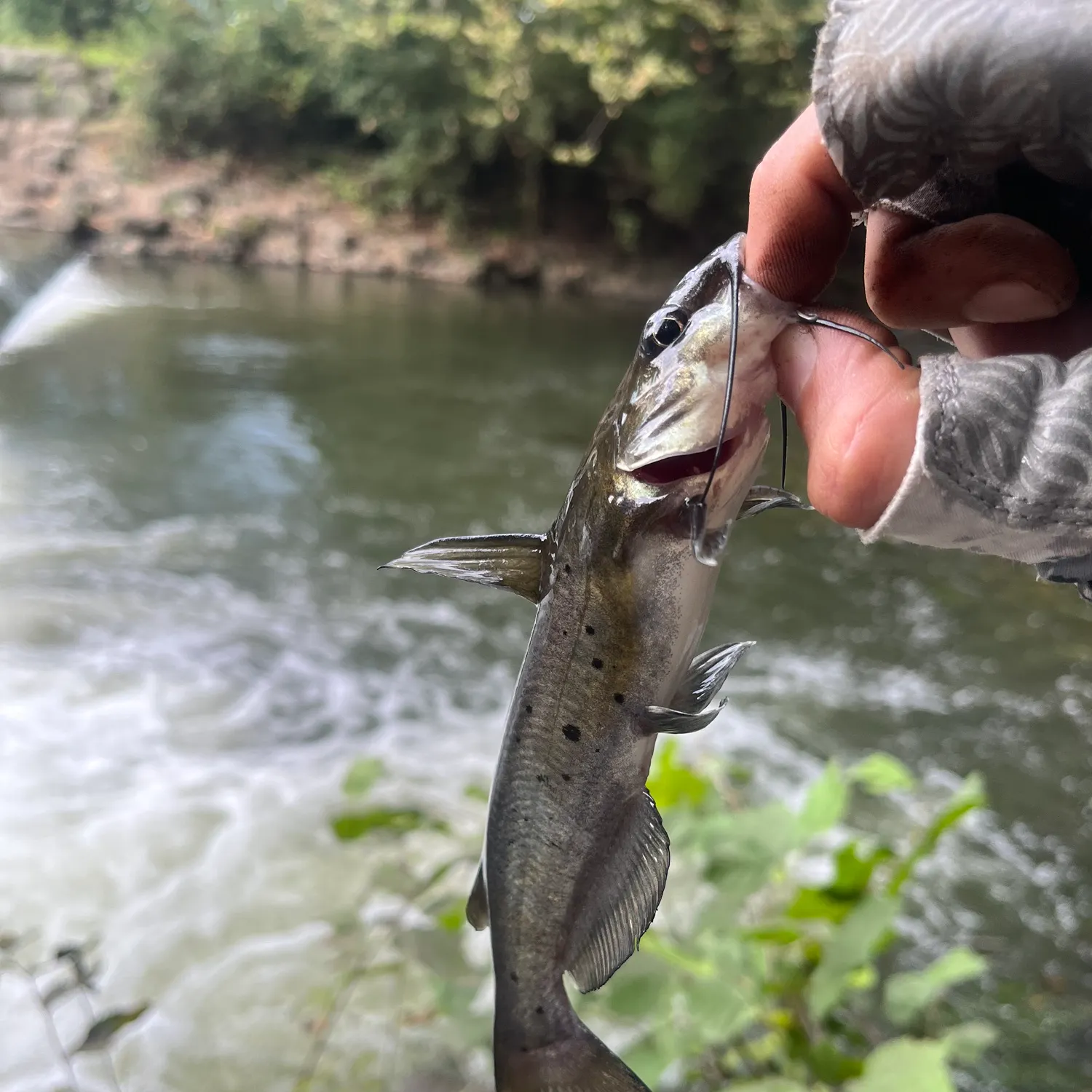 Channel catfish caught on Fishbrain