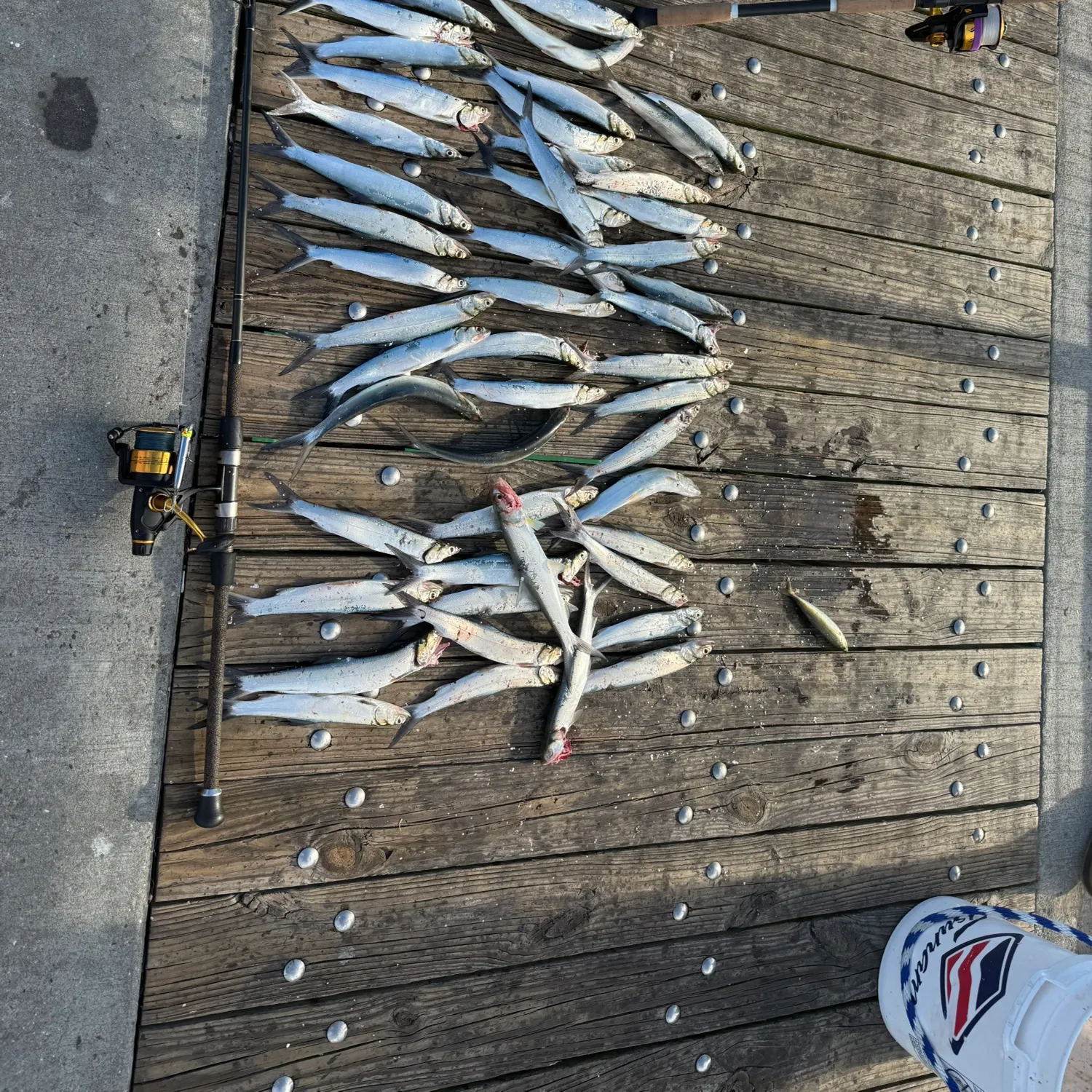 Ladyfish caught on Fishbrain