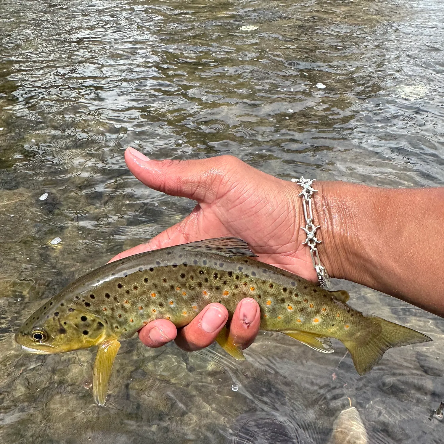 The most recent Brown trout catches on Fishbrain