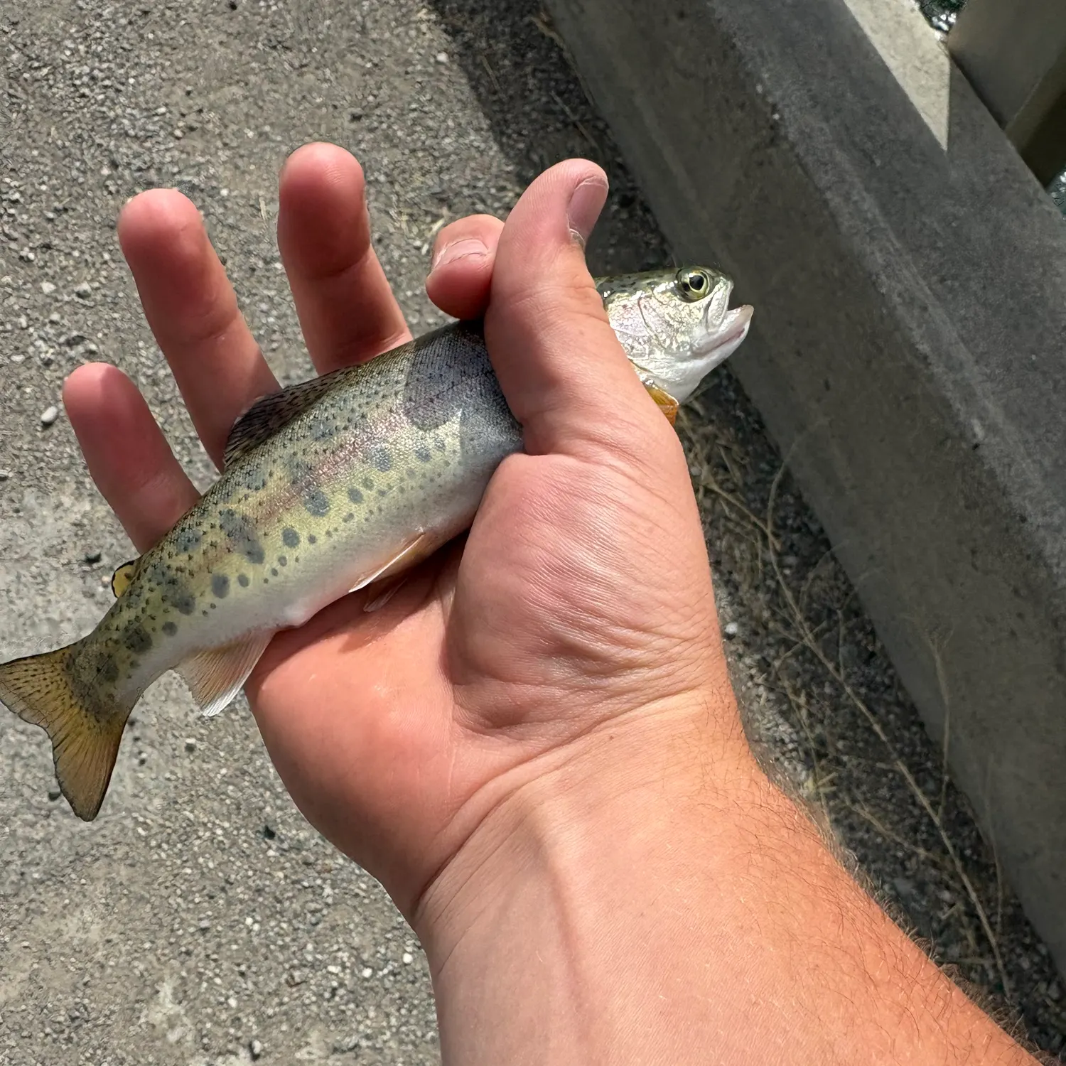 The most recent Golden trout catches on Fishbrain