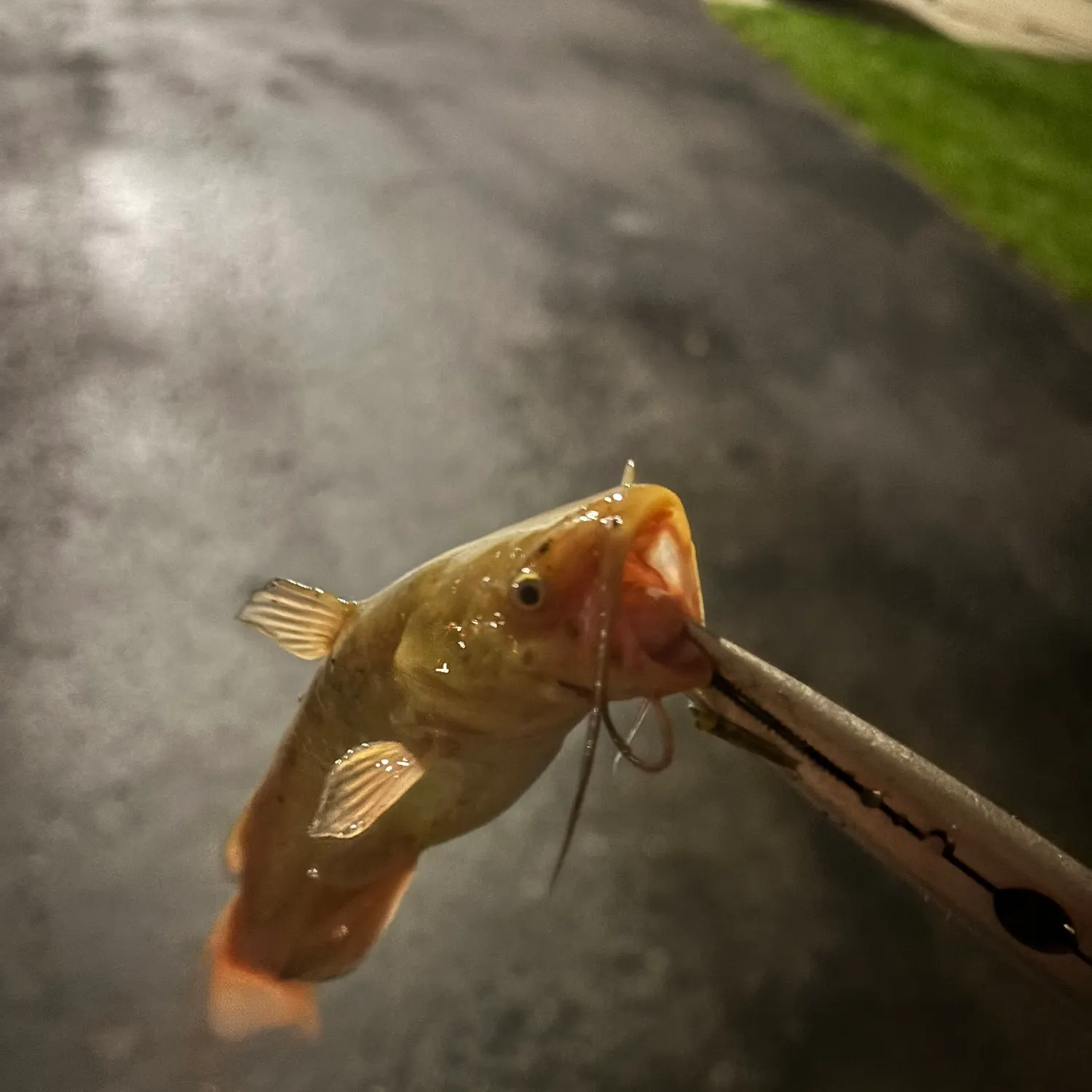 Yellow bullhead caught on Fishbrain