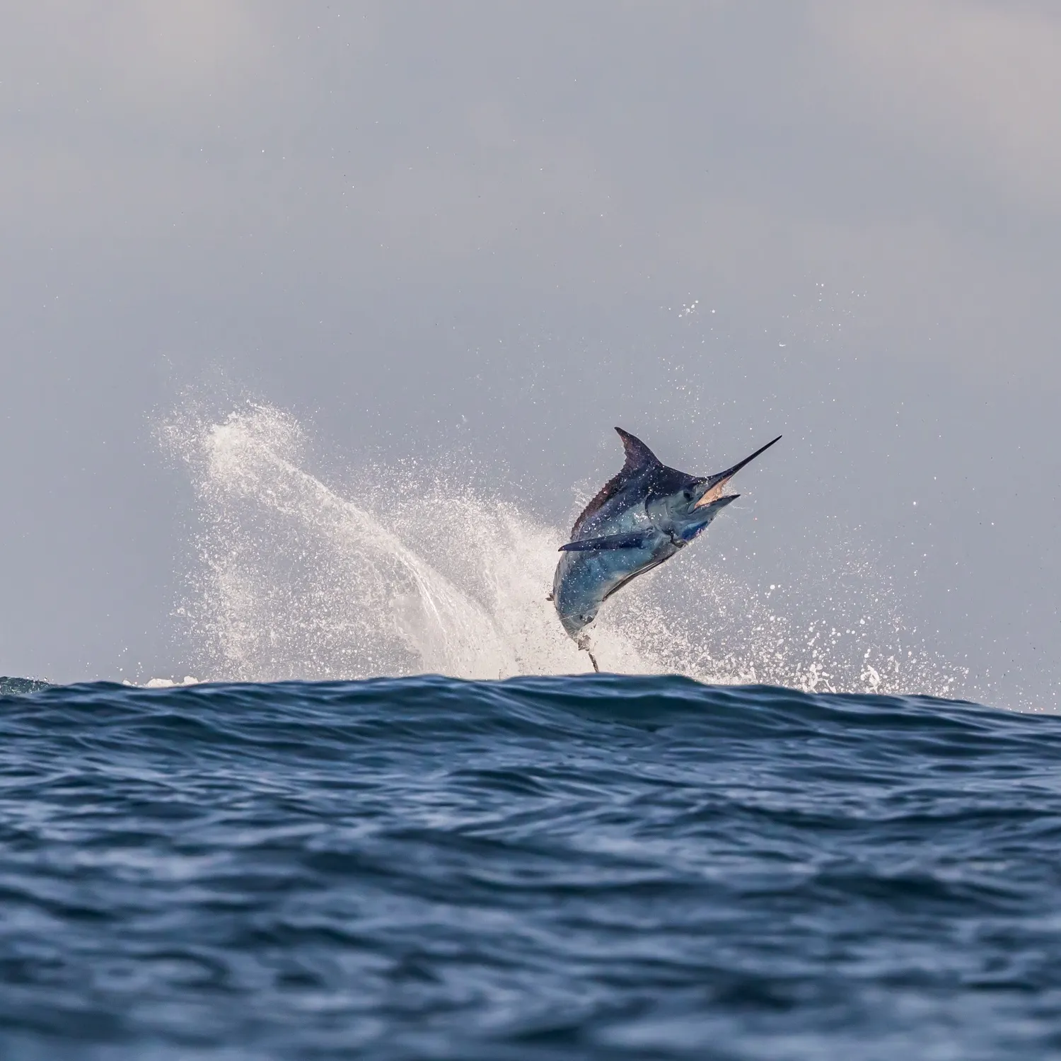 The most recent Indo-Pacific blue marlin catches on Fishbrain