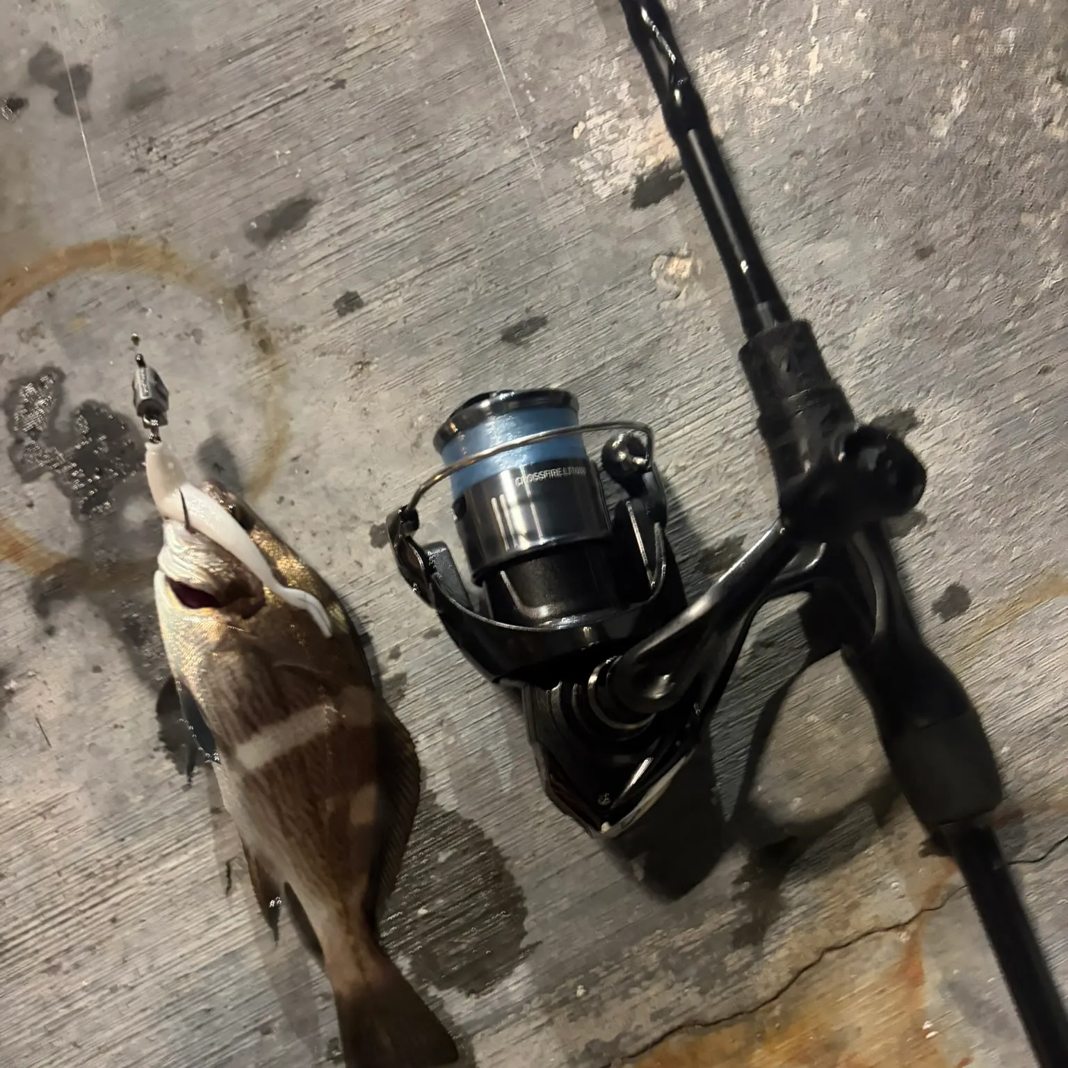 The most recent Black croaker catches on Fishbrain