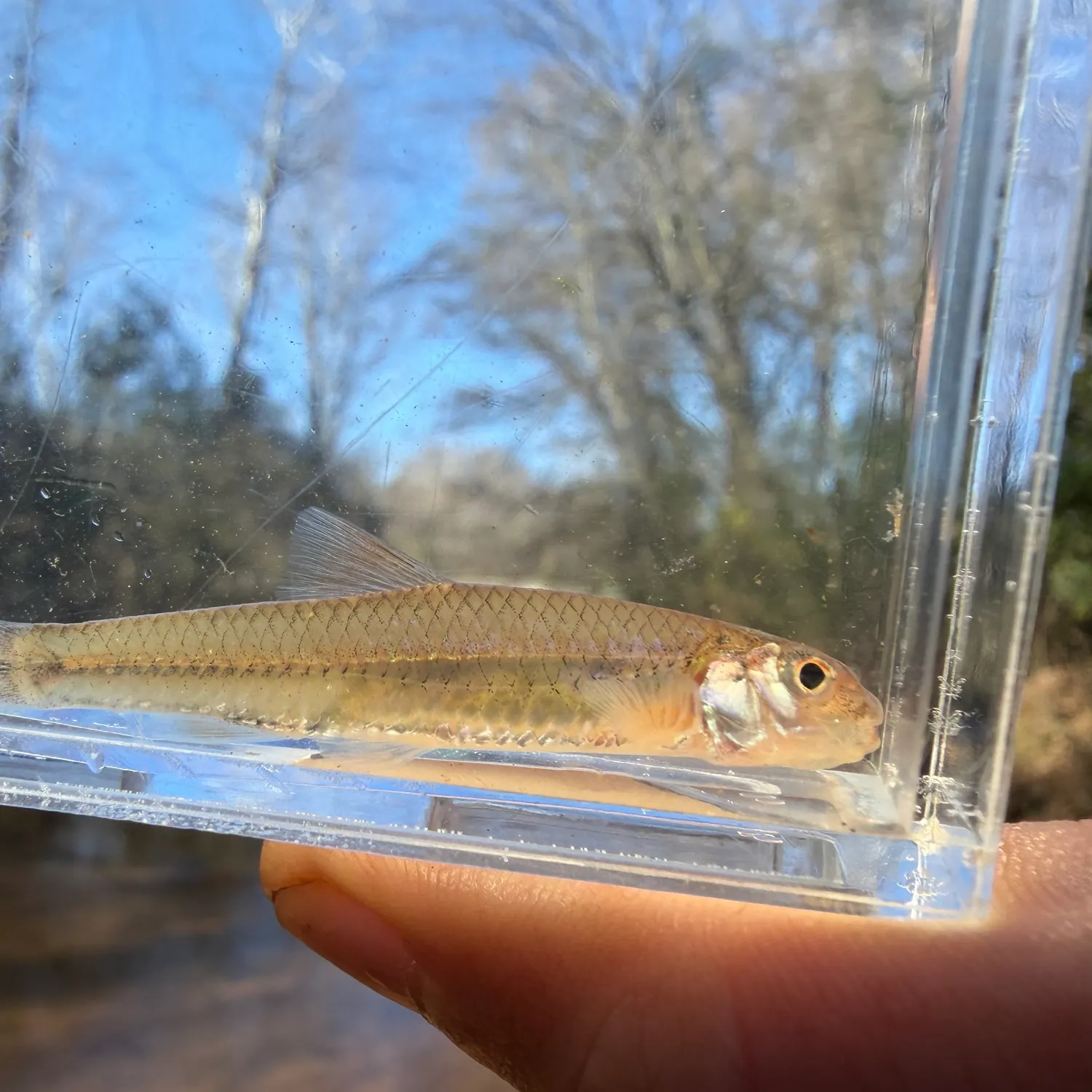The most recent Orangefin shiner catches on Fishbrain