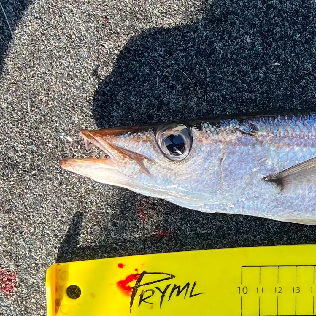 The most recent Longfin pike catches on Fishbrain