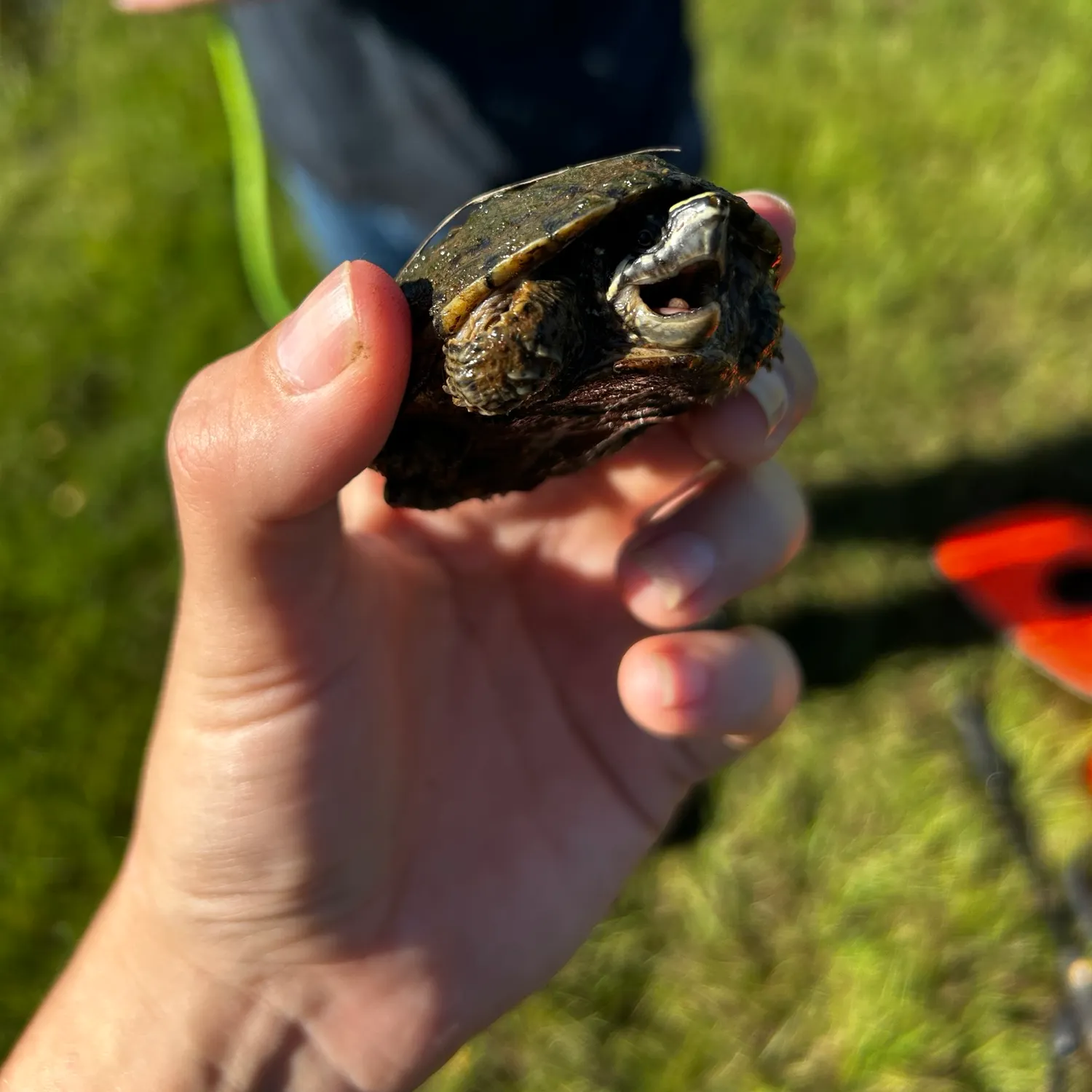 Eastern mud turtle caught on Fishbrain