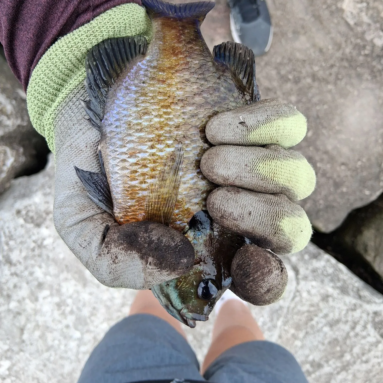 catch