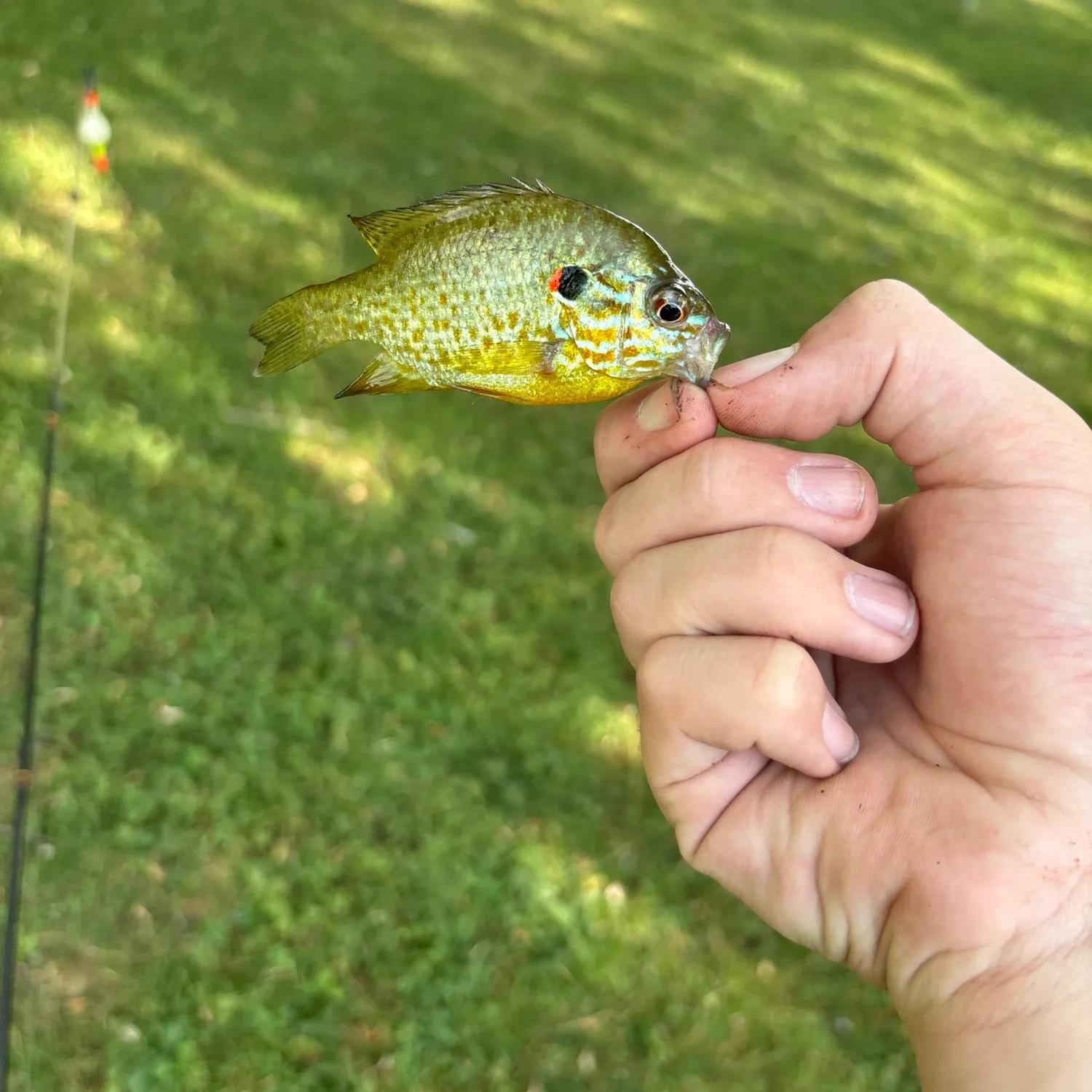 Pumpkinseed caught on Fishbrain