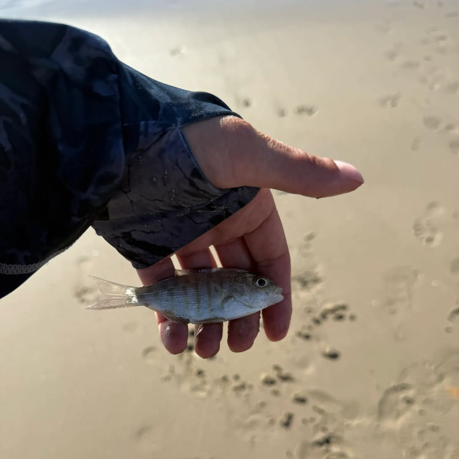The most recent Barred surfperch catches on Fishbrain