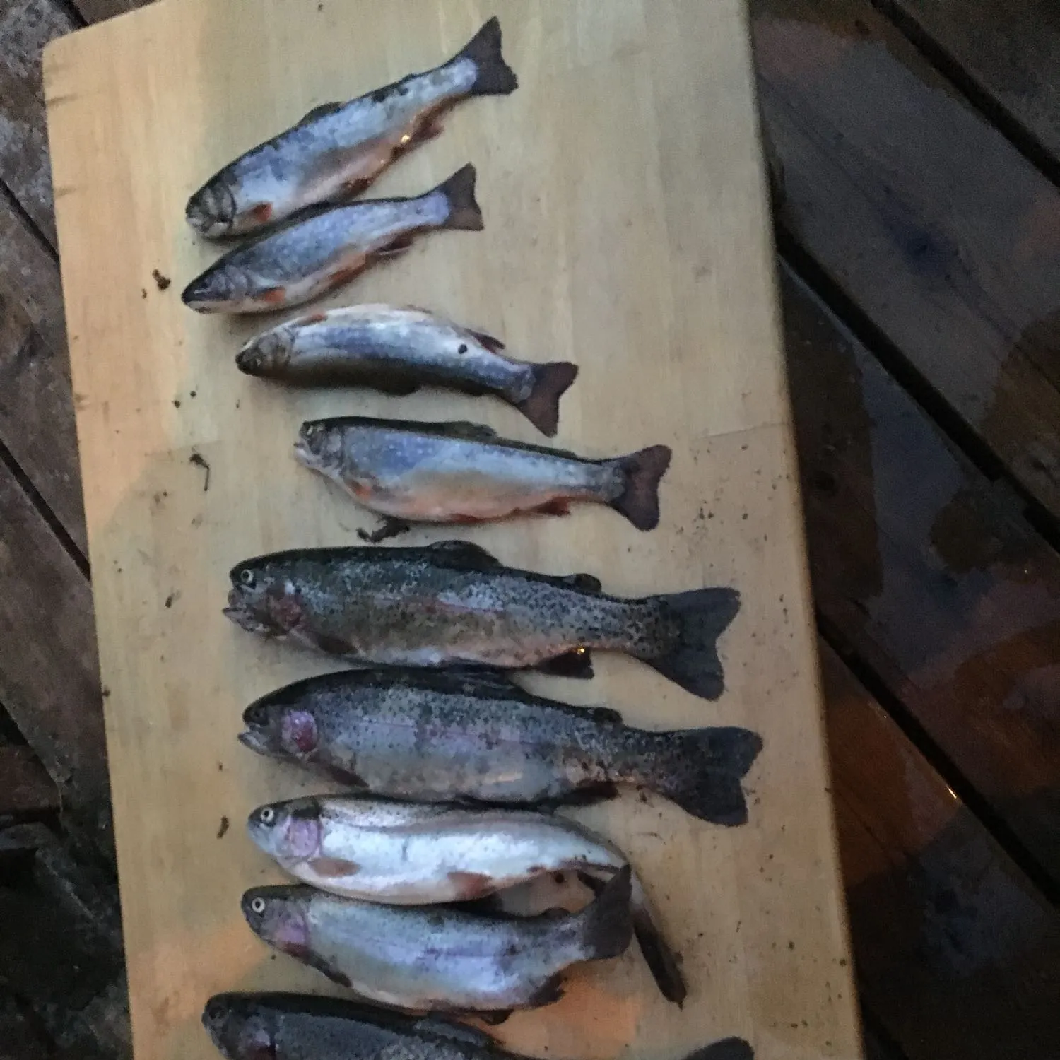 recently logged catches