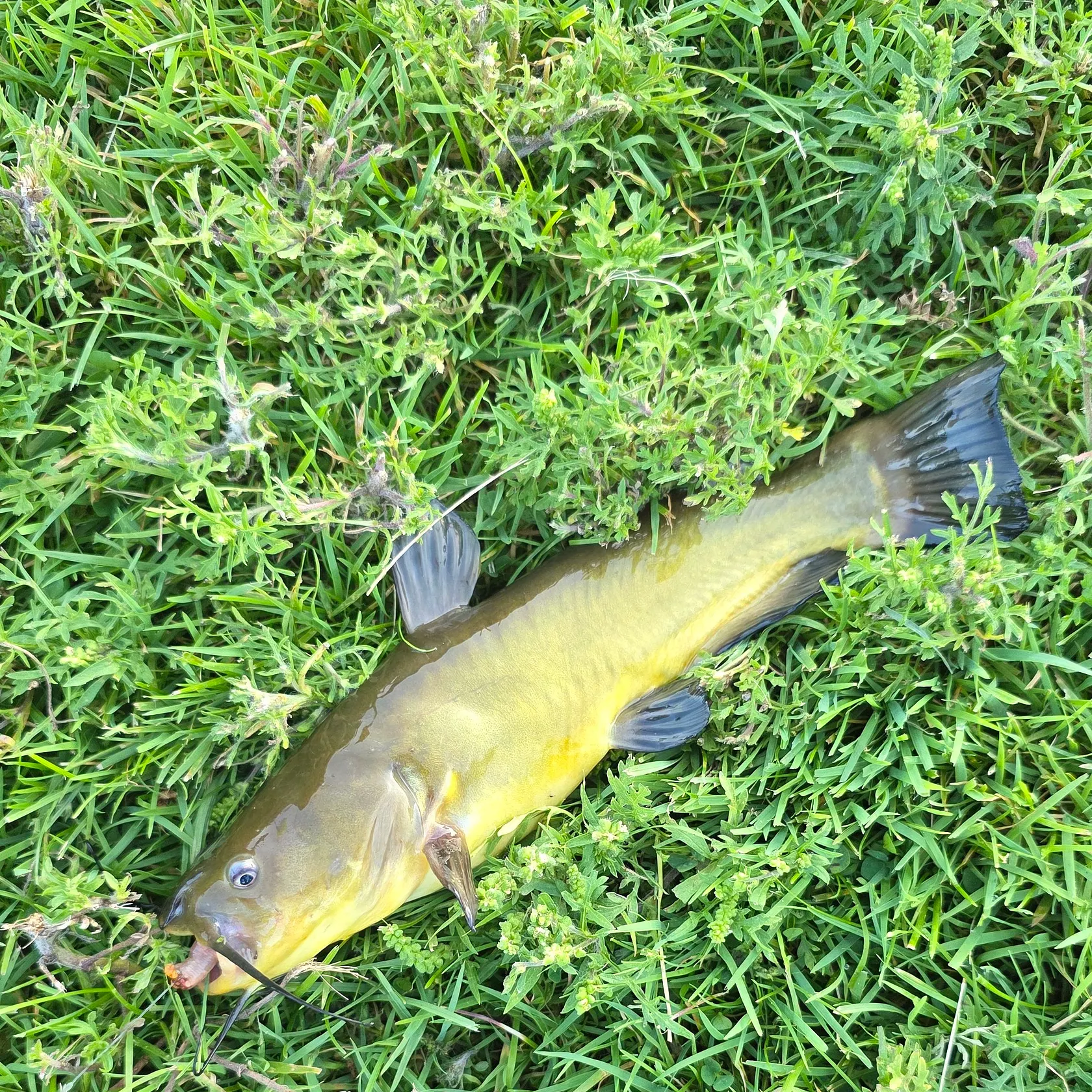 Black bullhead caught on Fishbrain