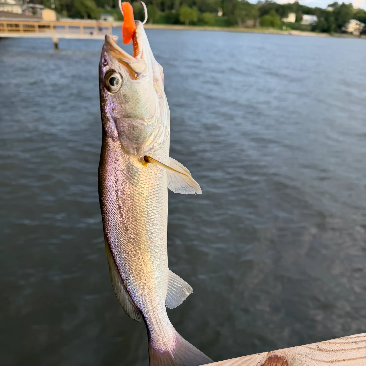 The most recent Sand seatrout catches on Fishbrain