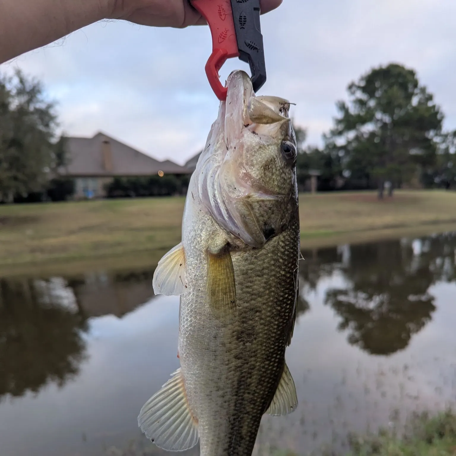 The most recent Largemouth bass catches on Fishbrain