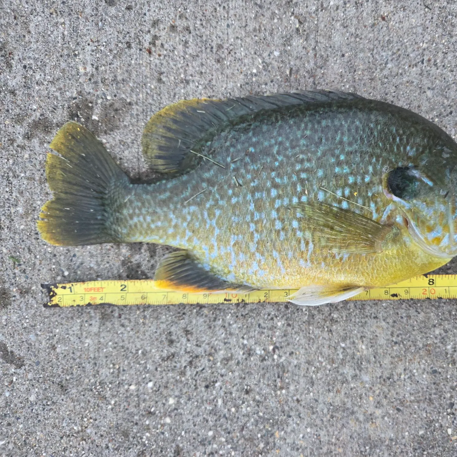 Greengill hybrid caught on Fishbrain