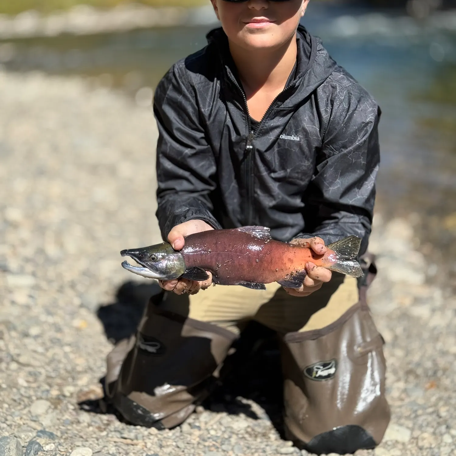 The most recent Kokanee salmon catches on Fishbrain