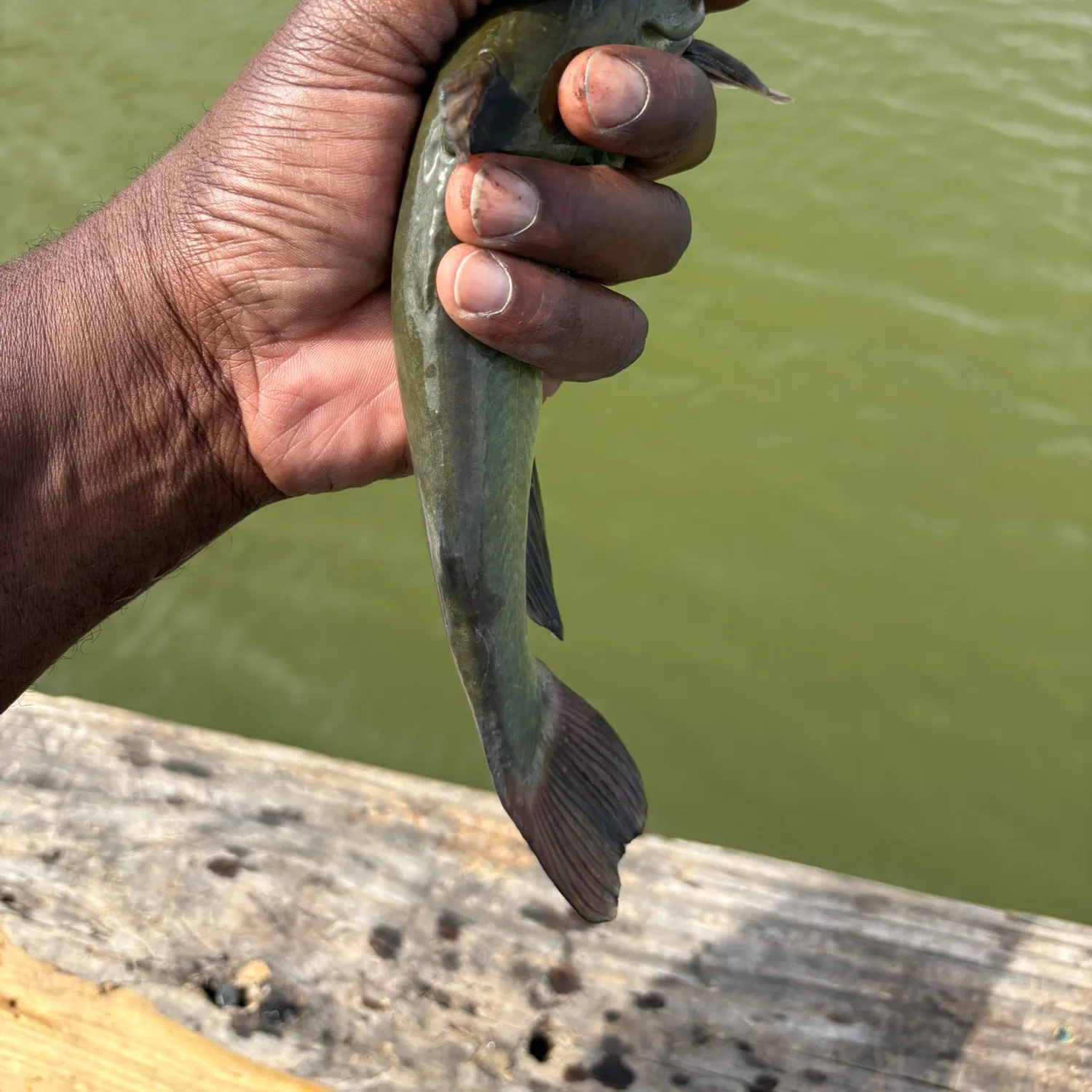 Fish caught on Fishbrain
