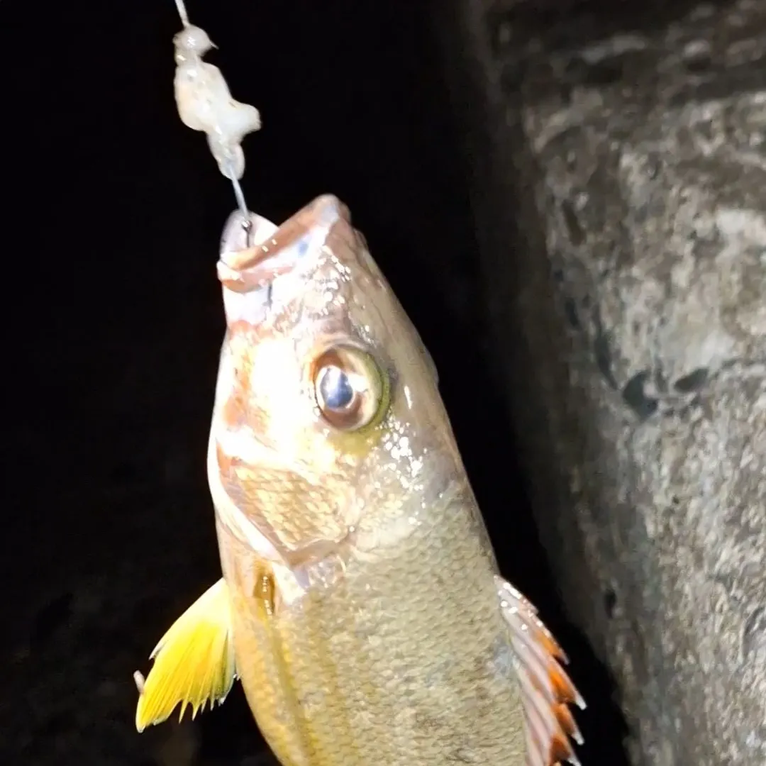 The most recent Blacktail snapper catches on Fishbrain