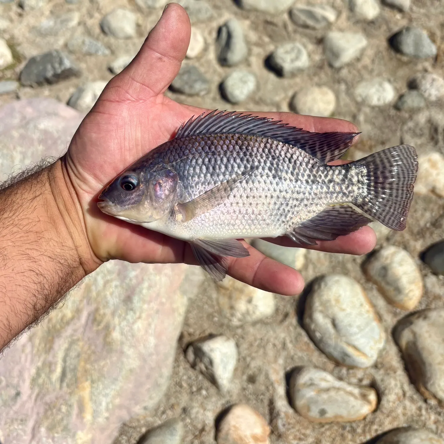 The most recent Nile tilapia catches on Fishbrain