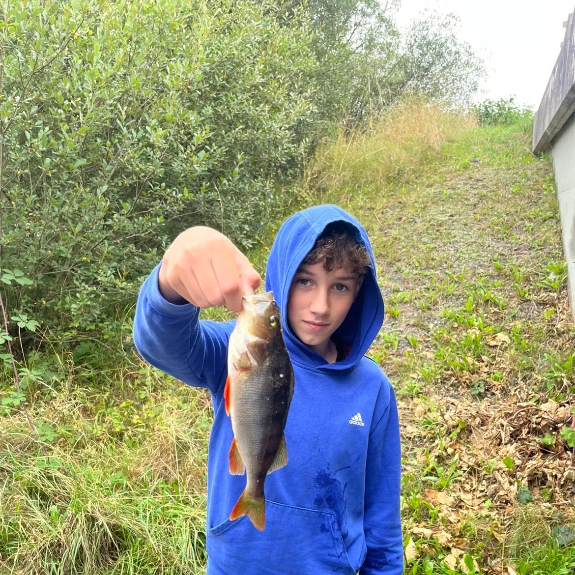 European perch caught on Fishbrain