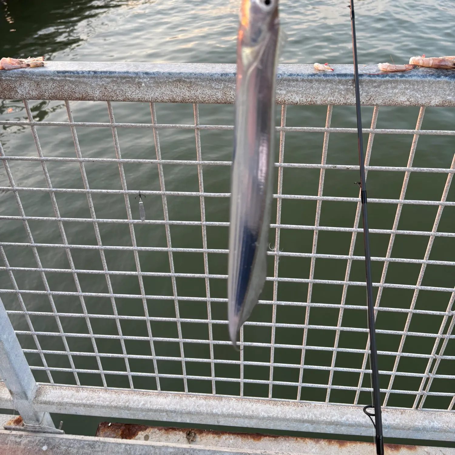 The most popular recent Atlantic cutlassfish catch on Fishbrain