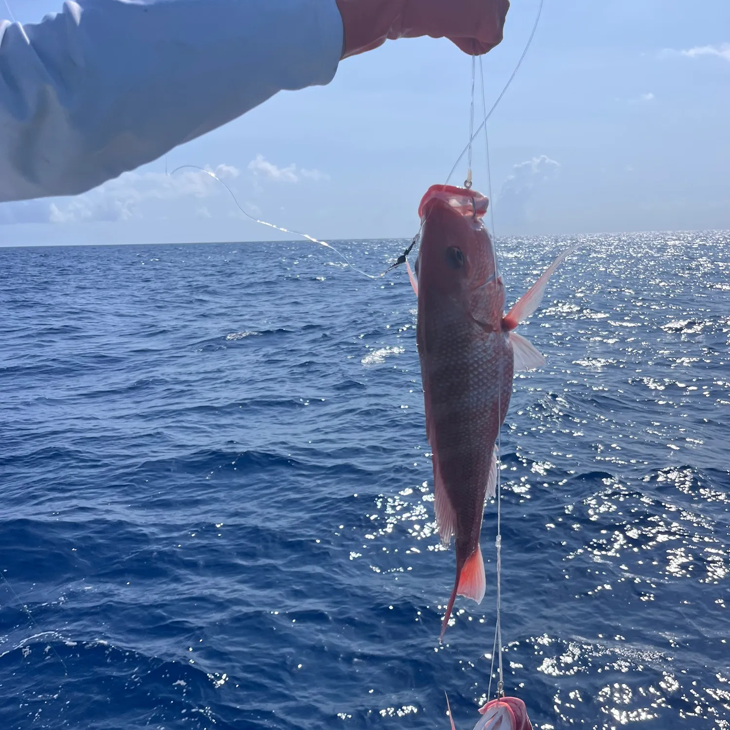Vermilion snapper caught on Fishbrain