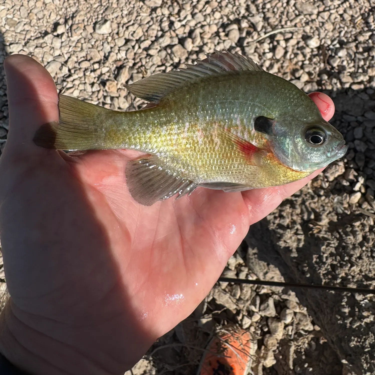 Bluegill caught on Fishbrain
