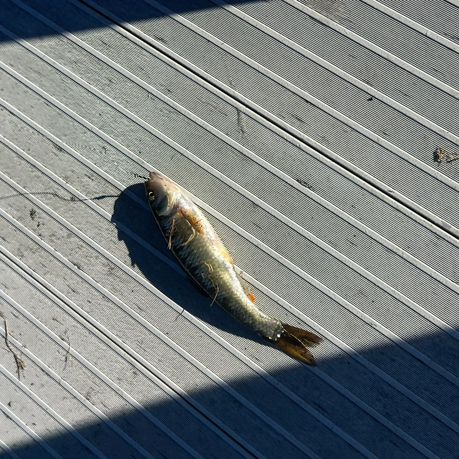 Common shiner caught on Fishbrain