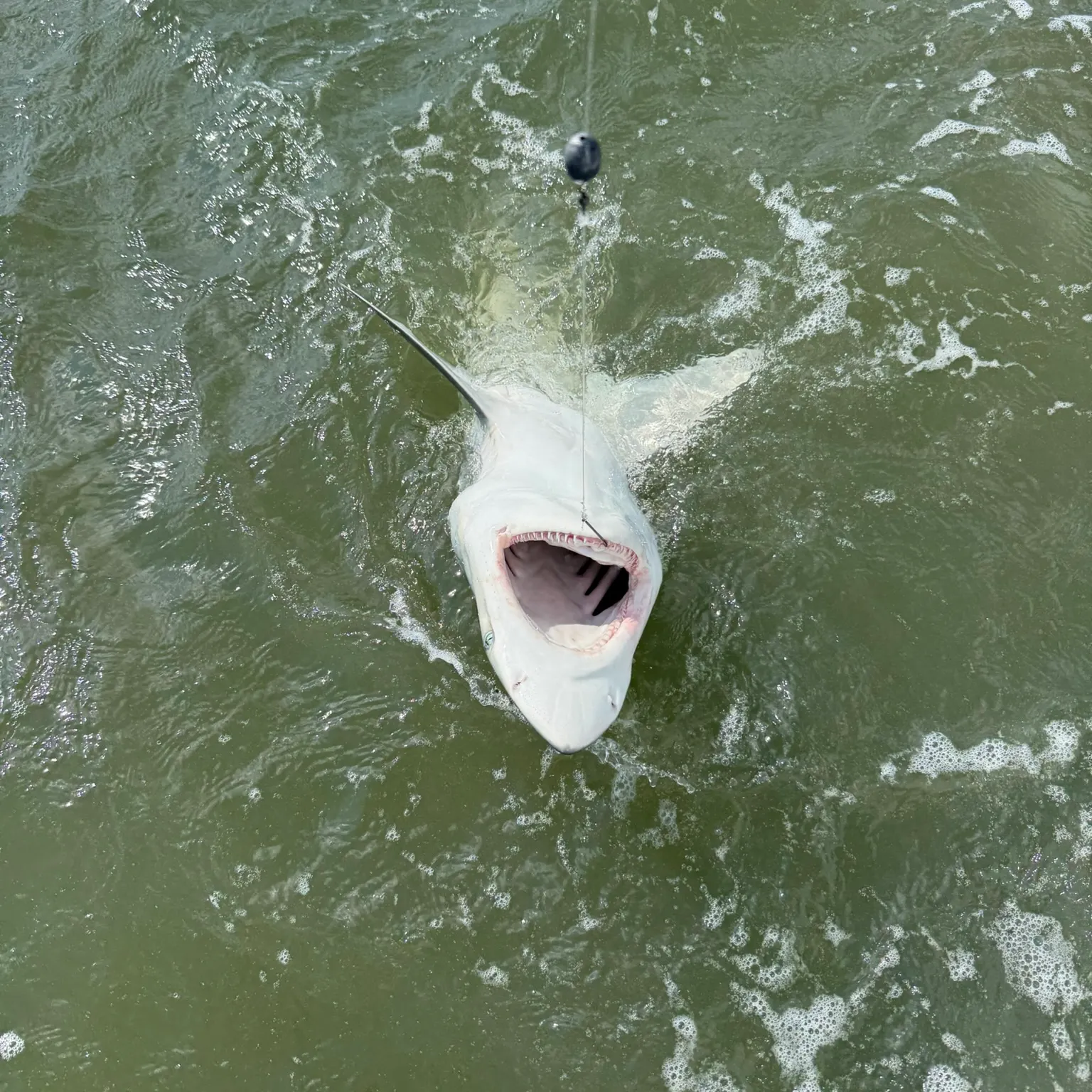 The most recent Finetooth shark catches on Fishbrain