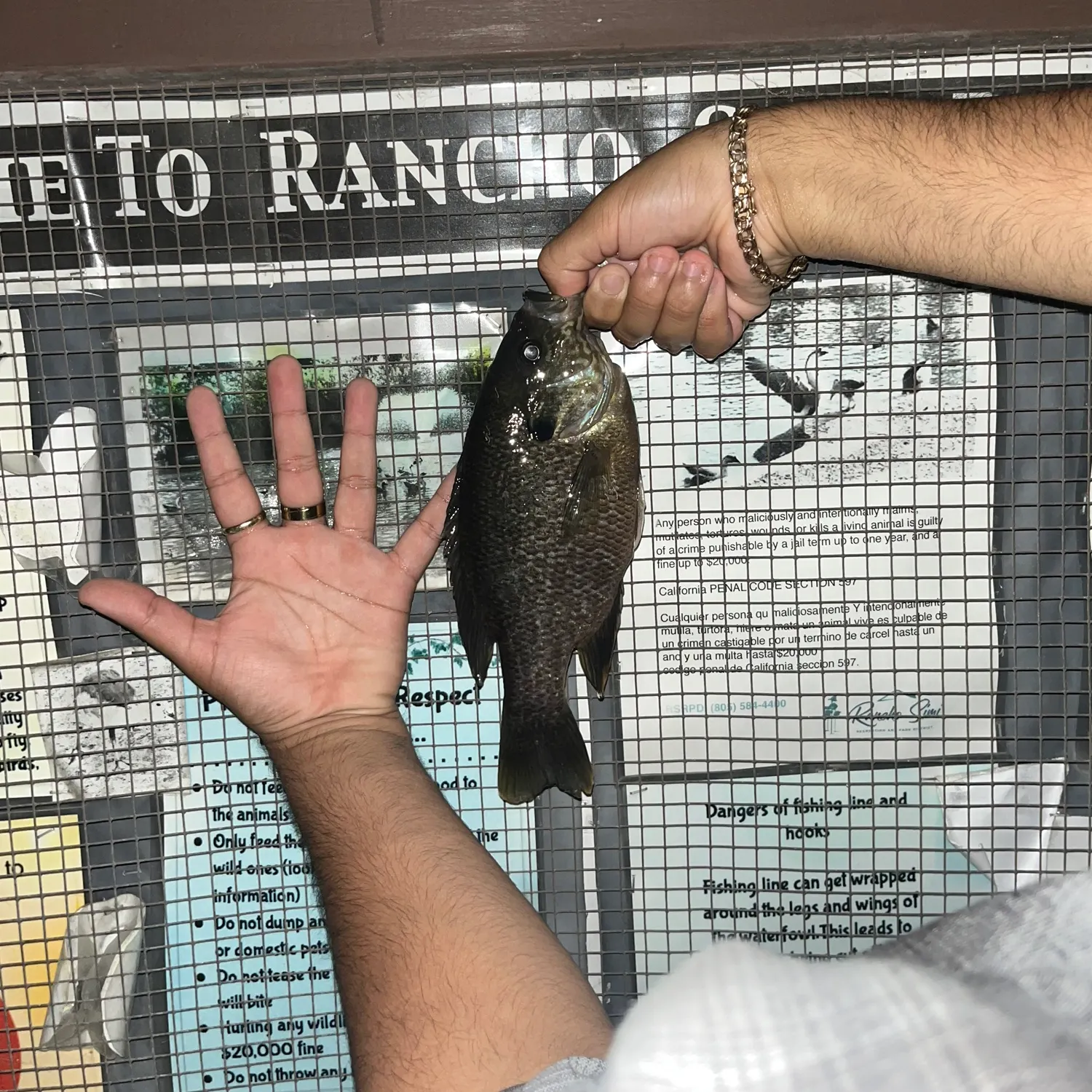 catch