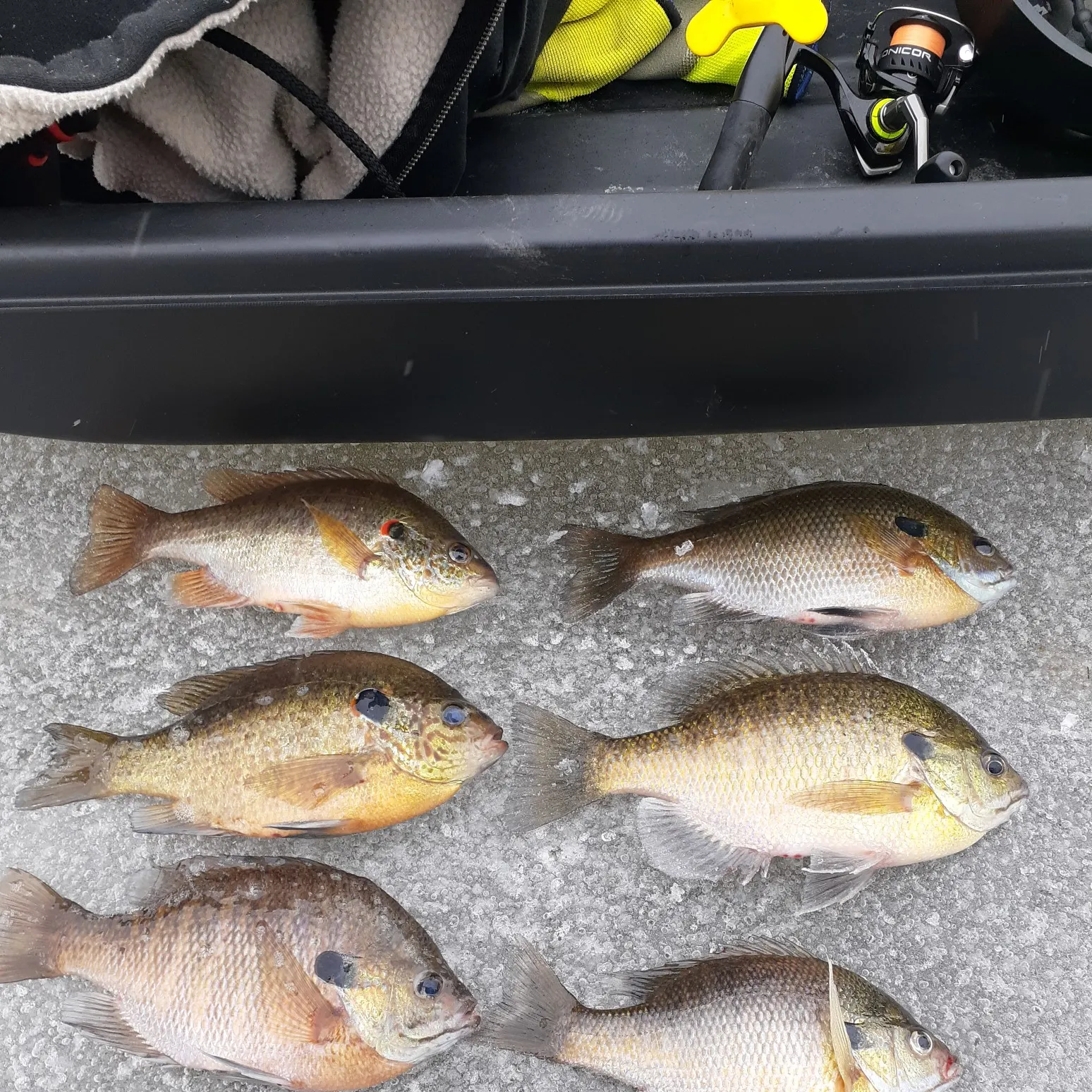 recently logged catches