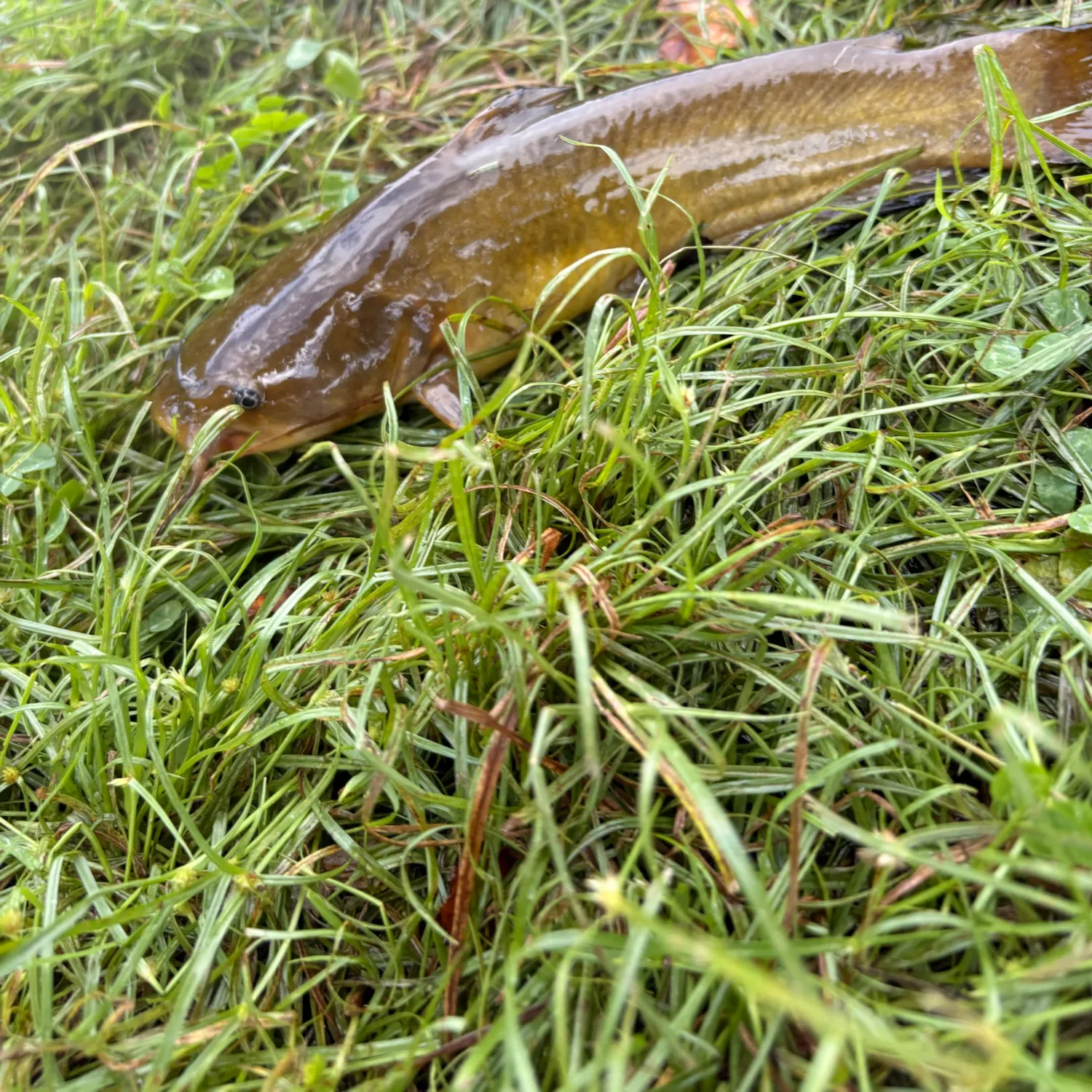 Yellow bullhead caught on Fishbrain