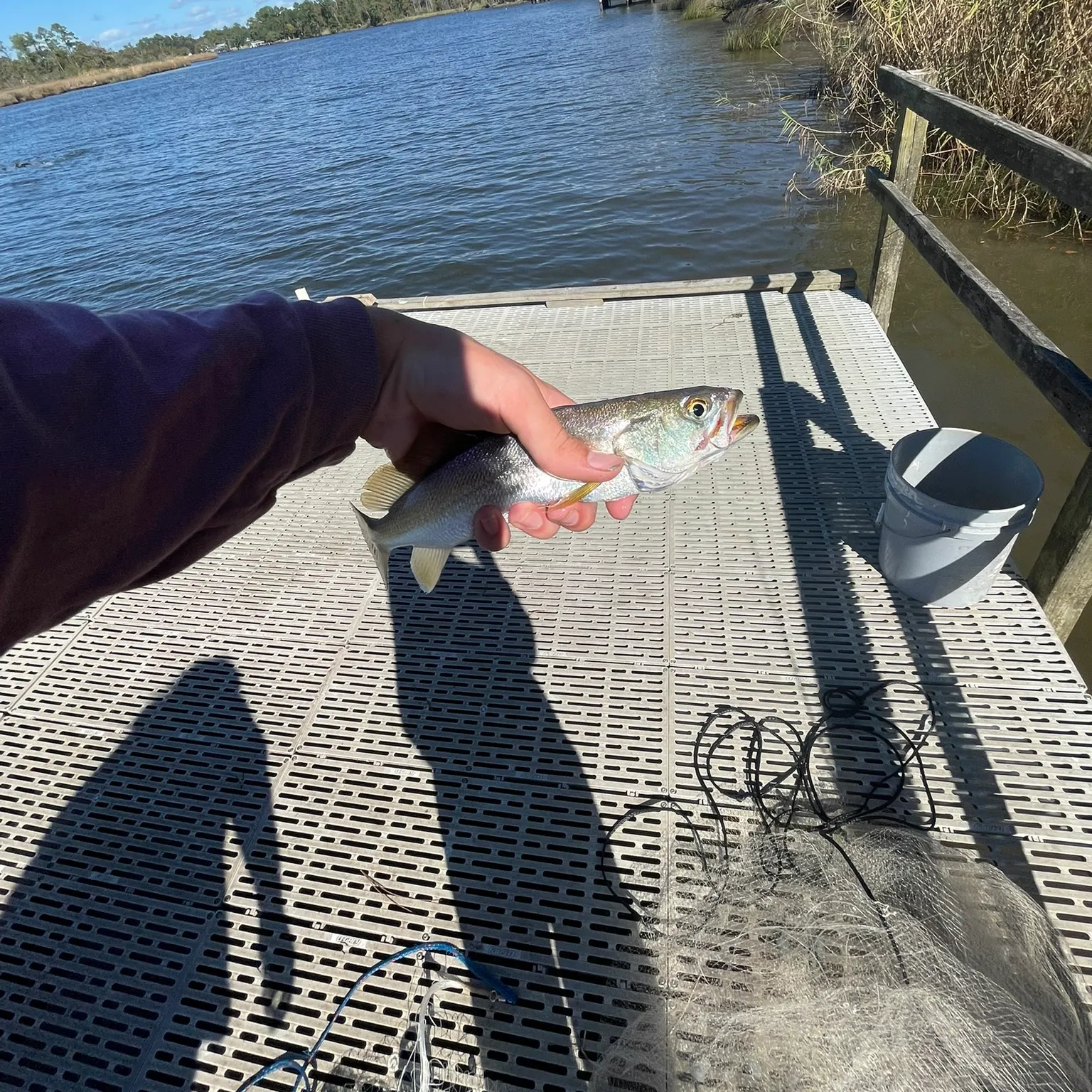 The most recent Sand seatrout catches on Fishbrain