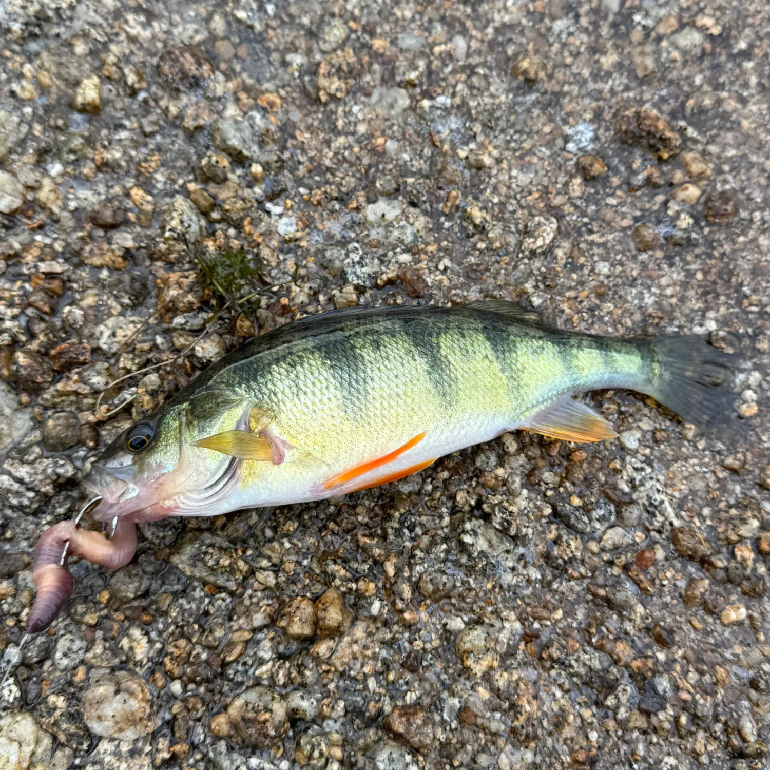 Yellow perch caught on Fishbrain