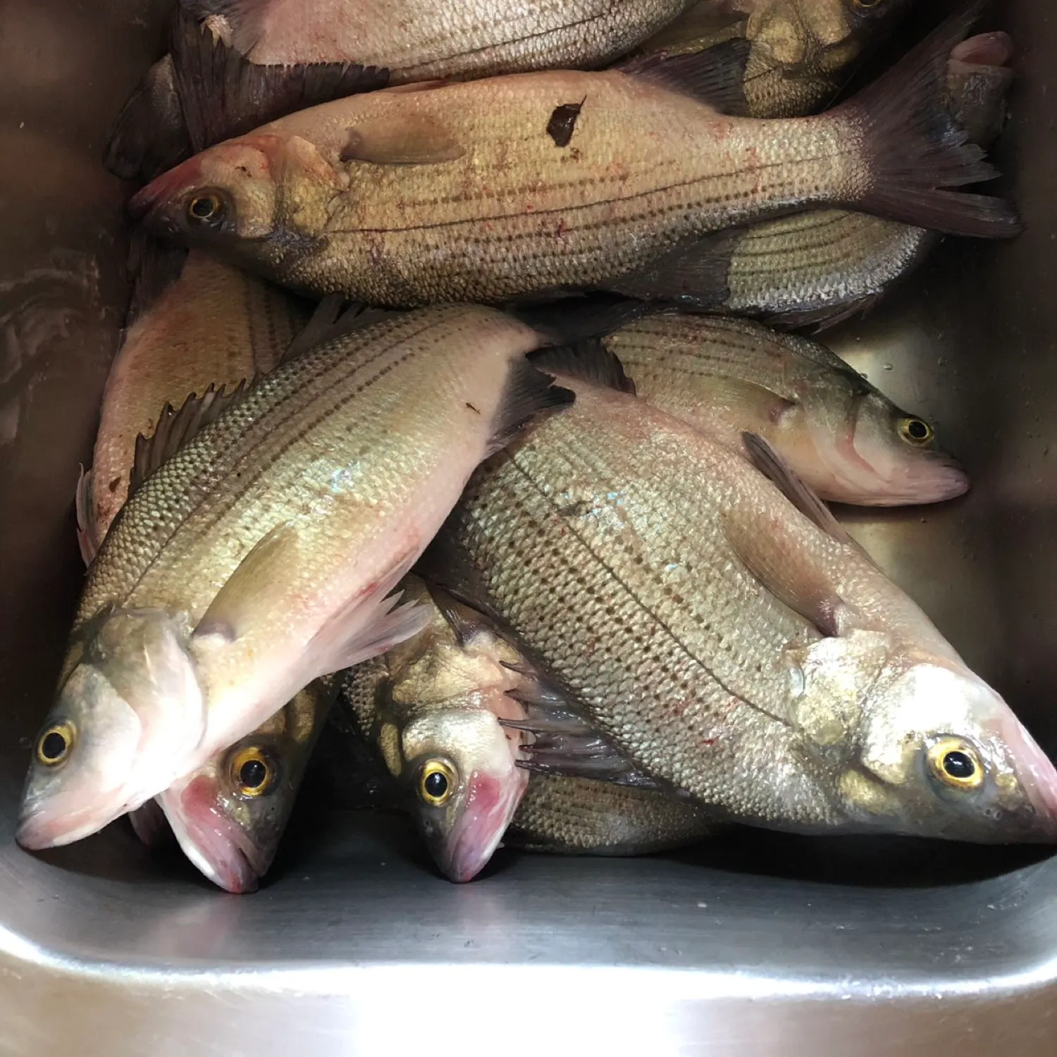 recently logged catches