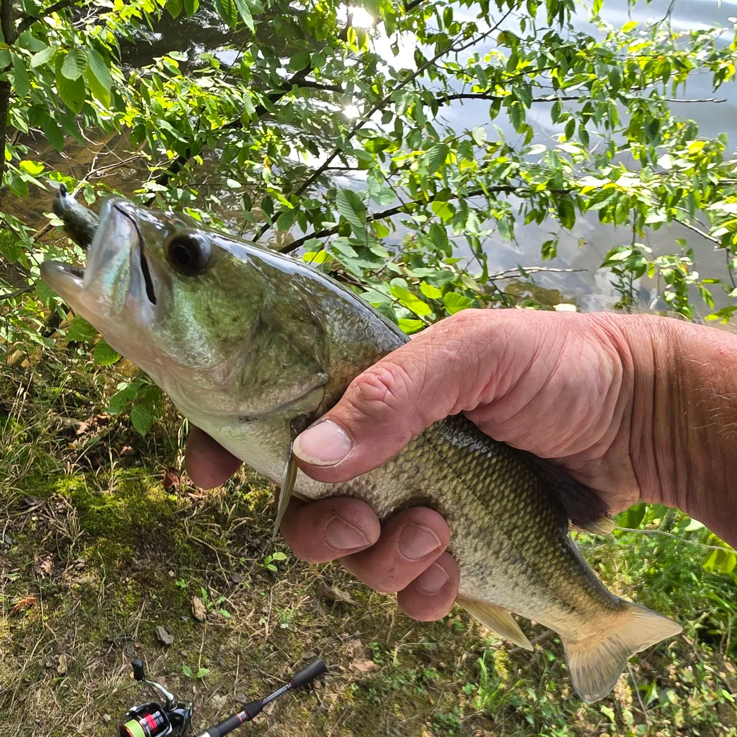 Smallmouth bass caught on Fishbrain